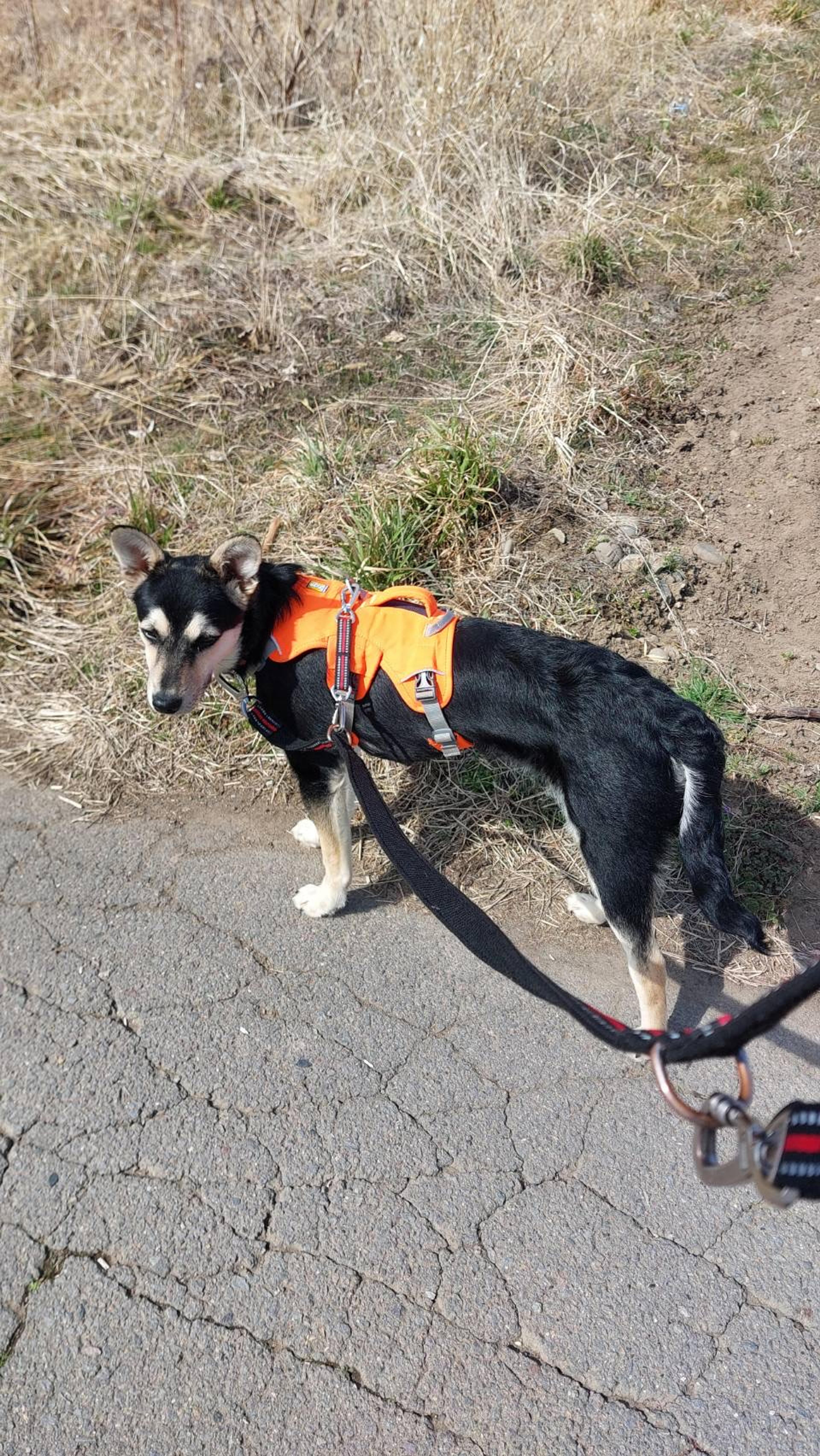 pet-image-3