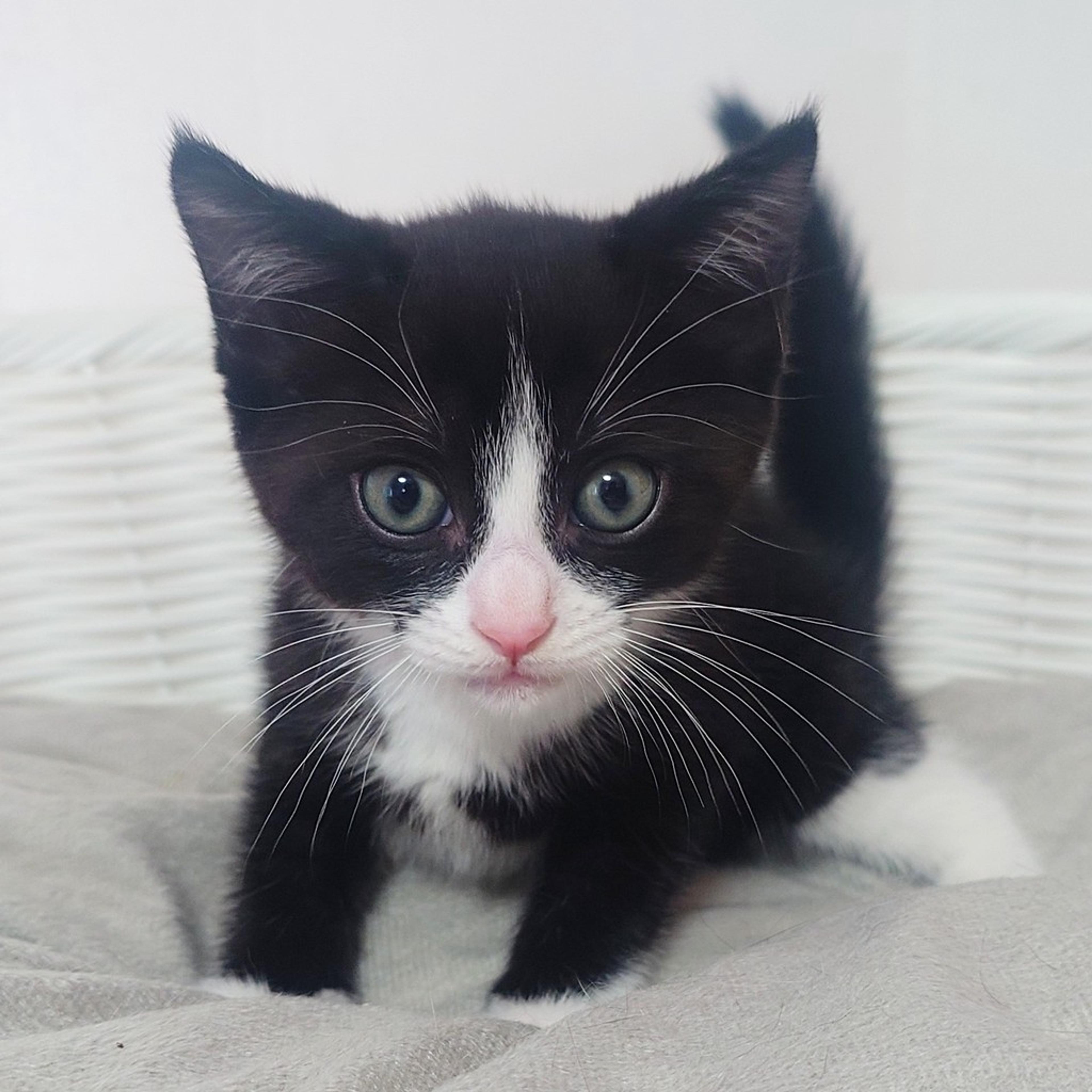 pet-image-3