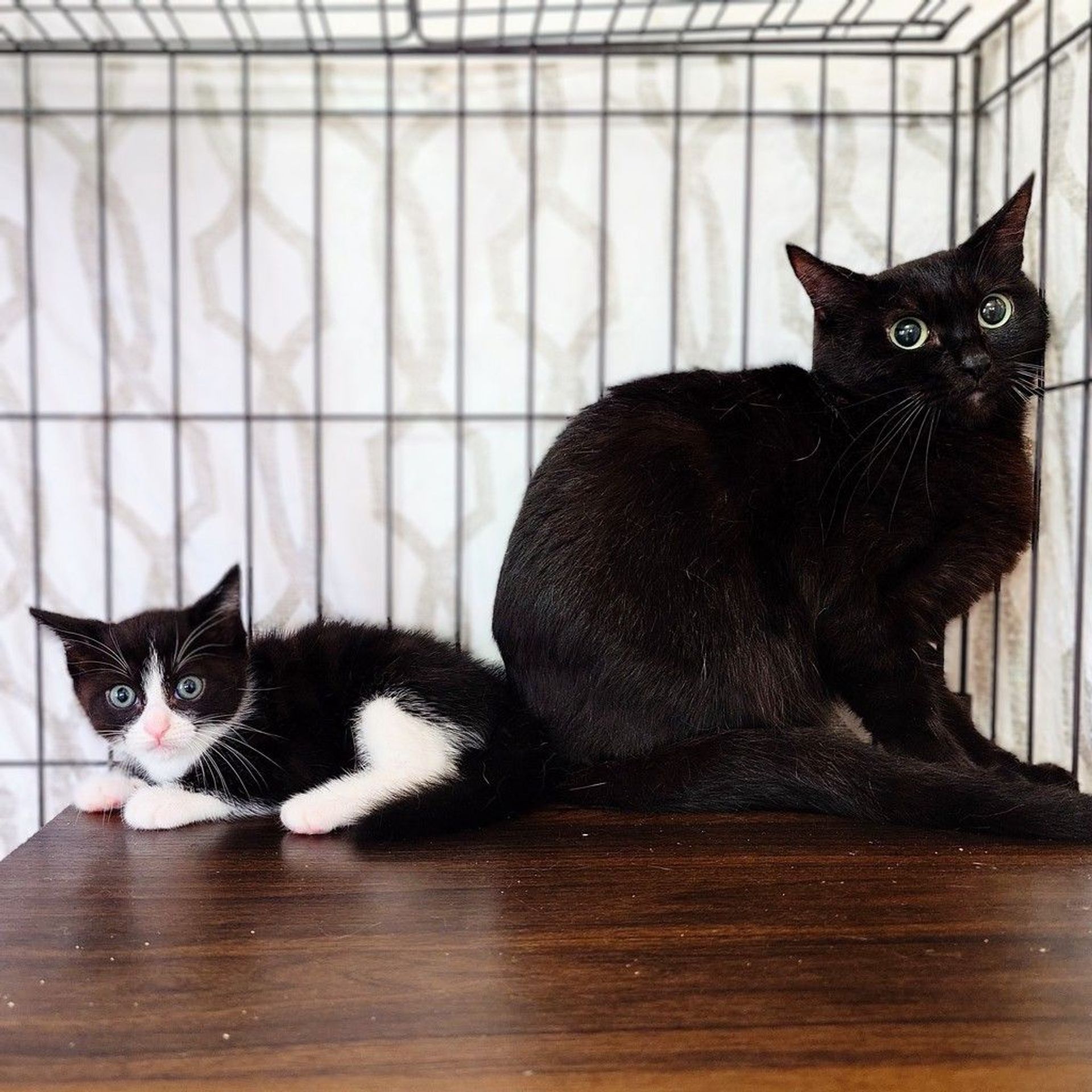 雑種（ミックス猫）・メスの里親募集の写真