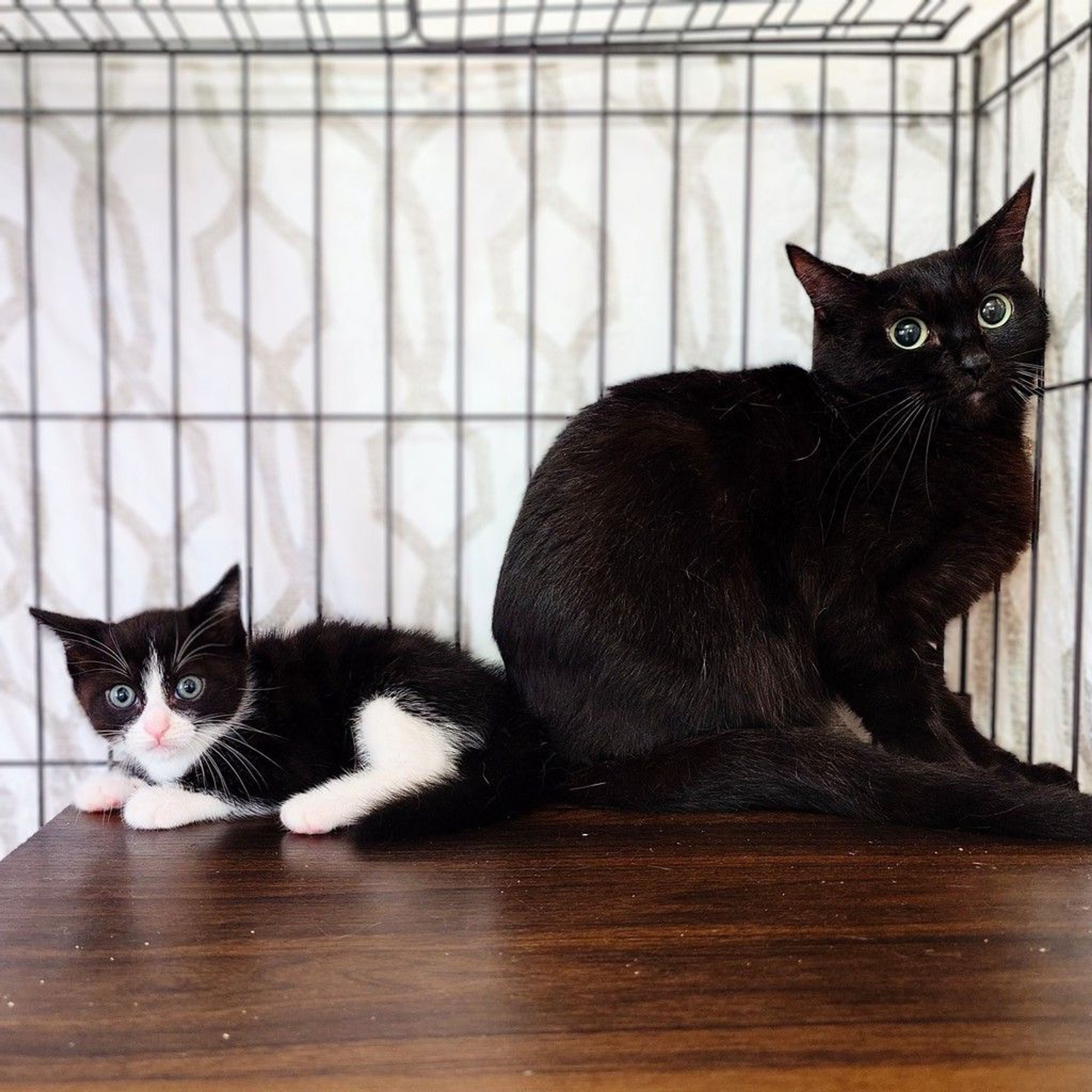 雑種（ミックス猫）・メスの里親募集の写真