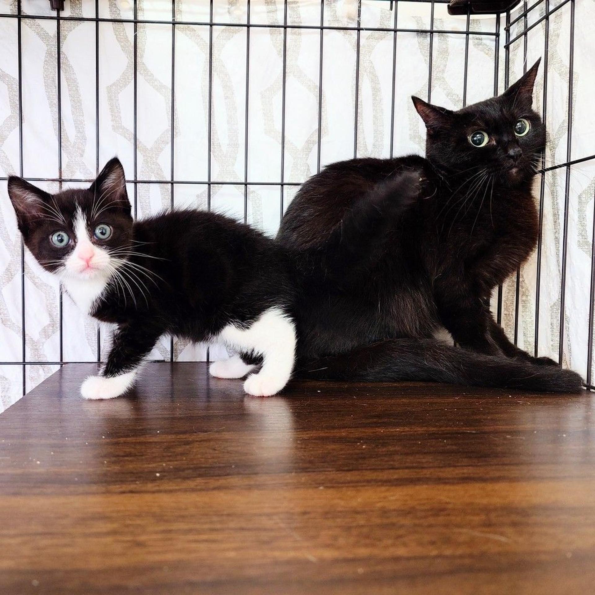 pet-image-7
