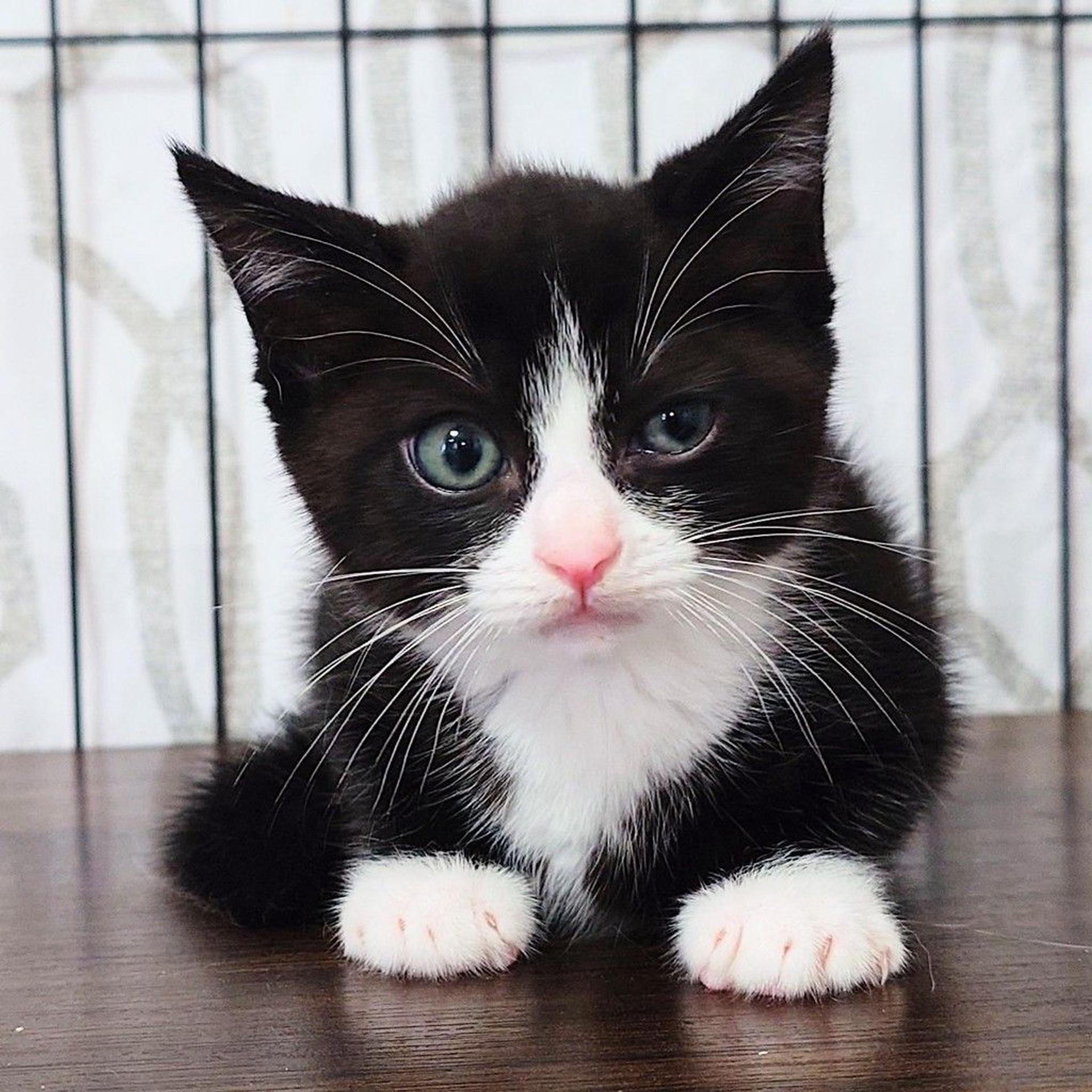 pet-image-9