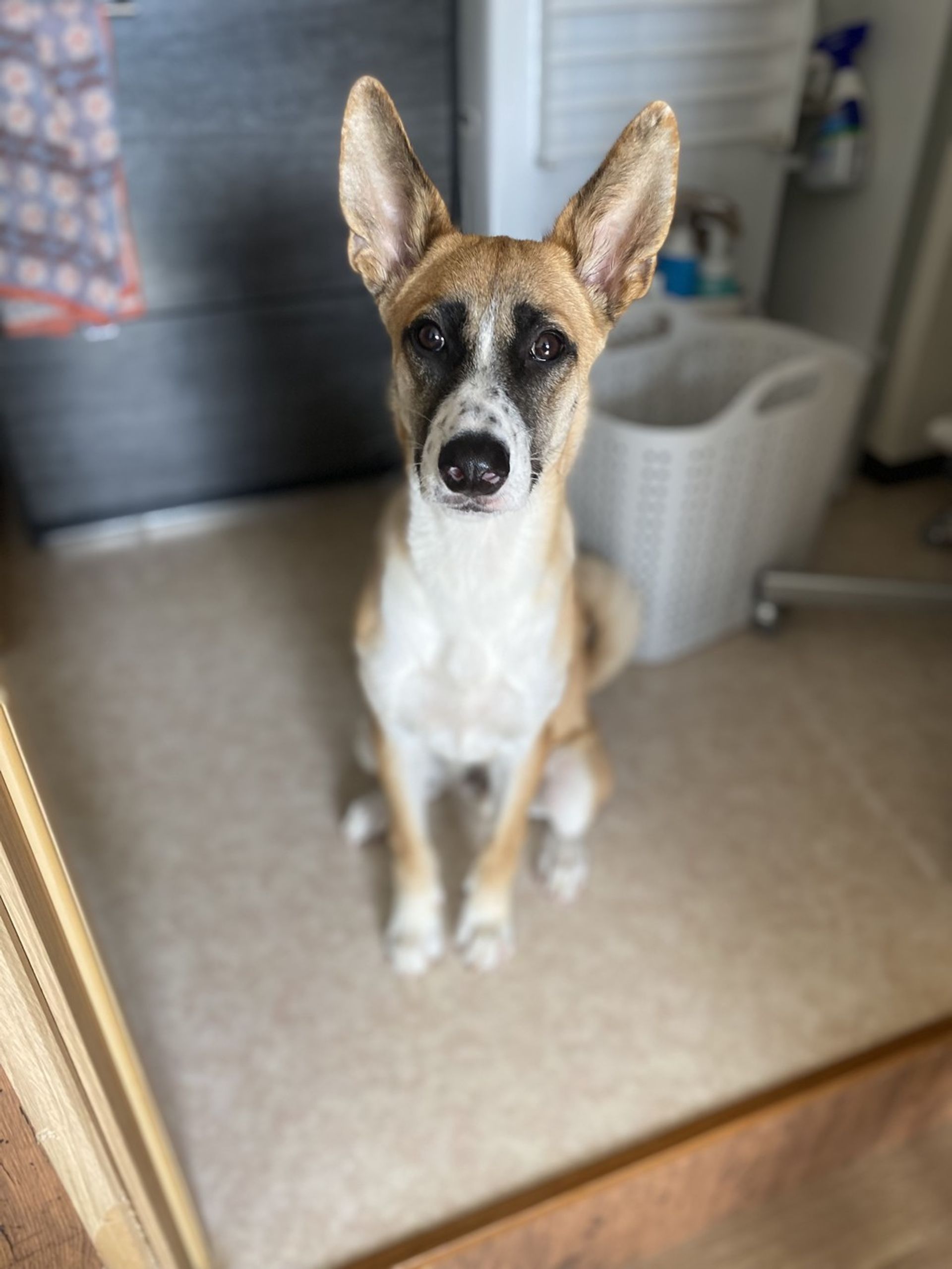 雑種（ミックス犬）・オスの里親募集の写真