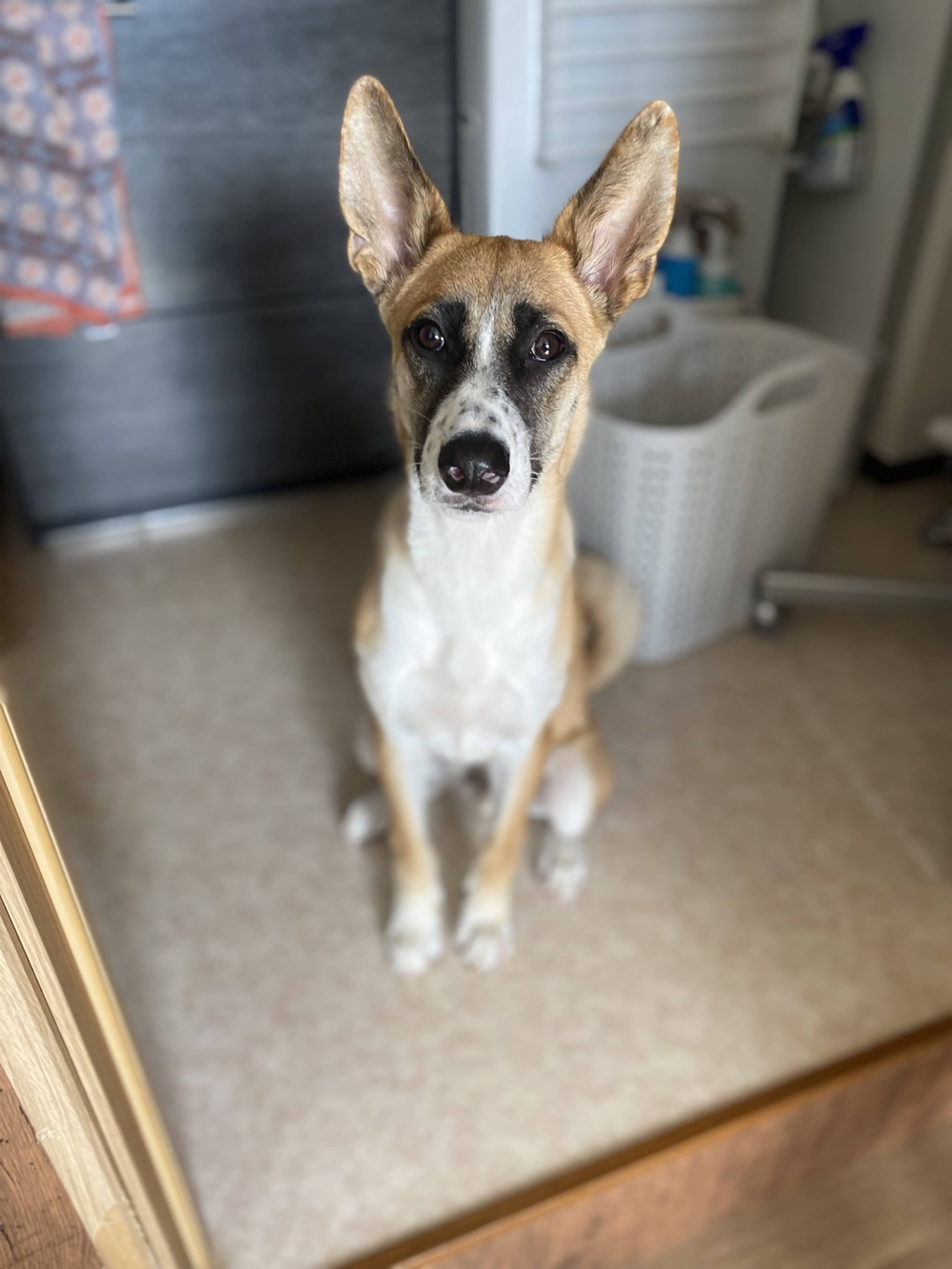 雑種（ミックス犬）・オスの里親募集の写真