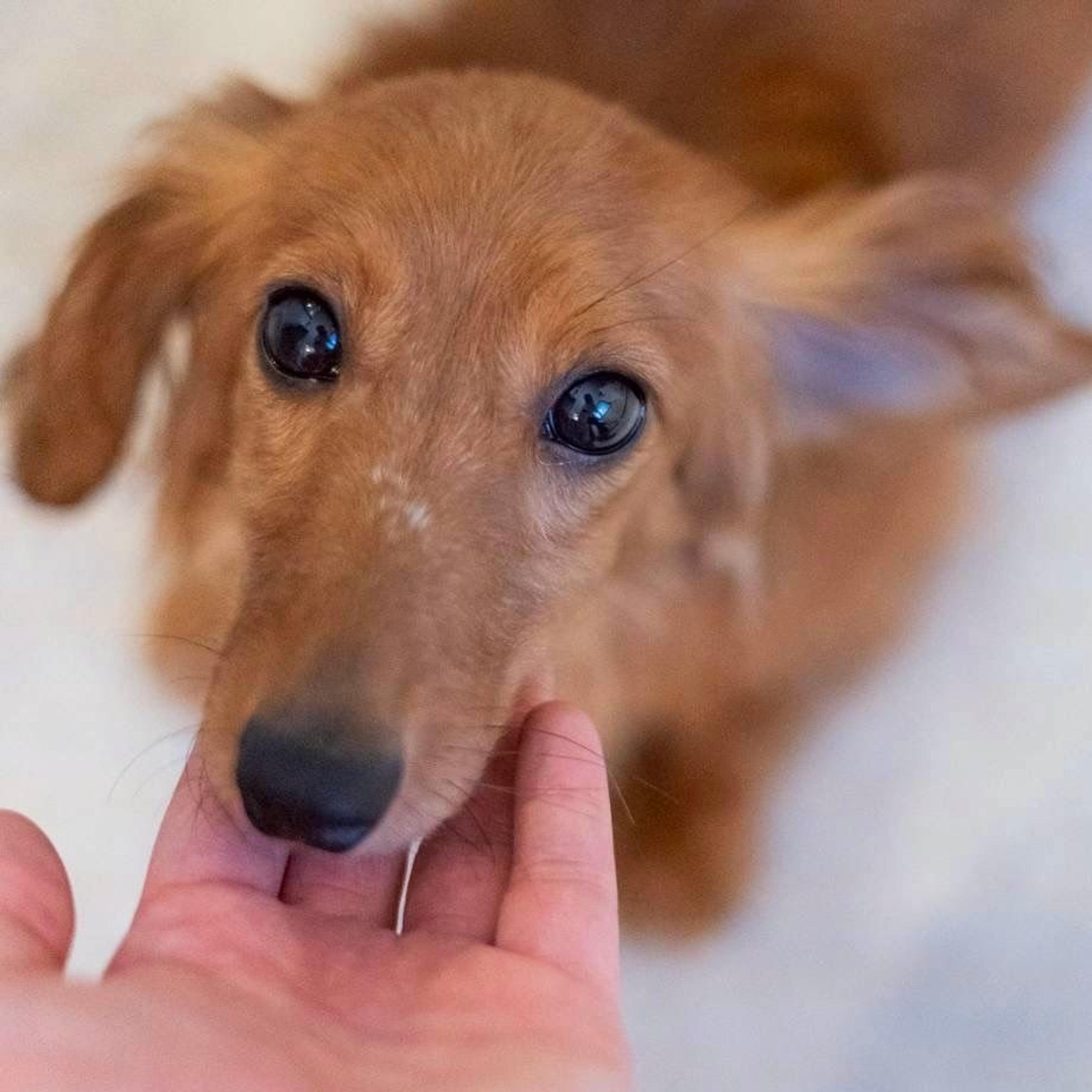 pet-image-2