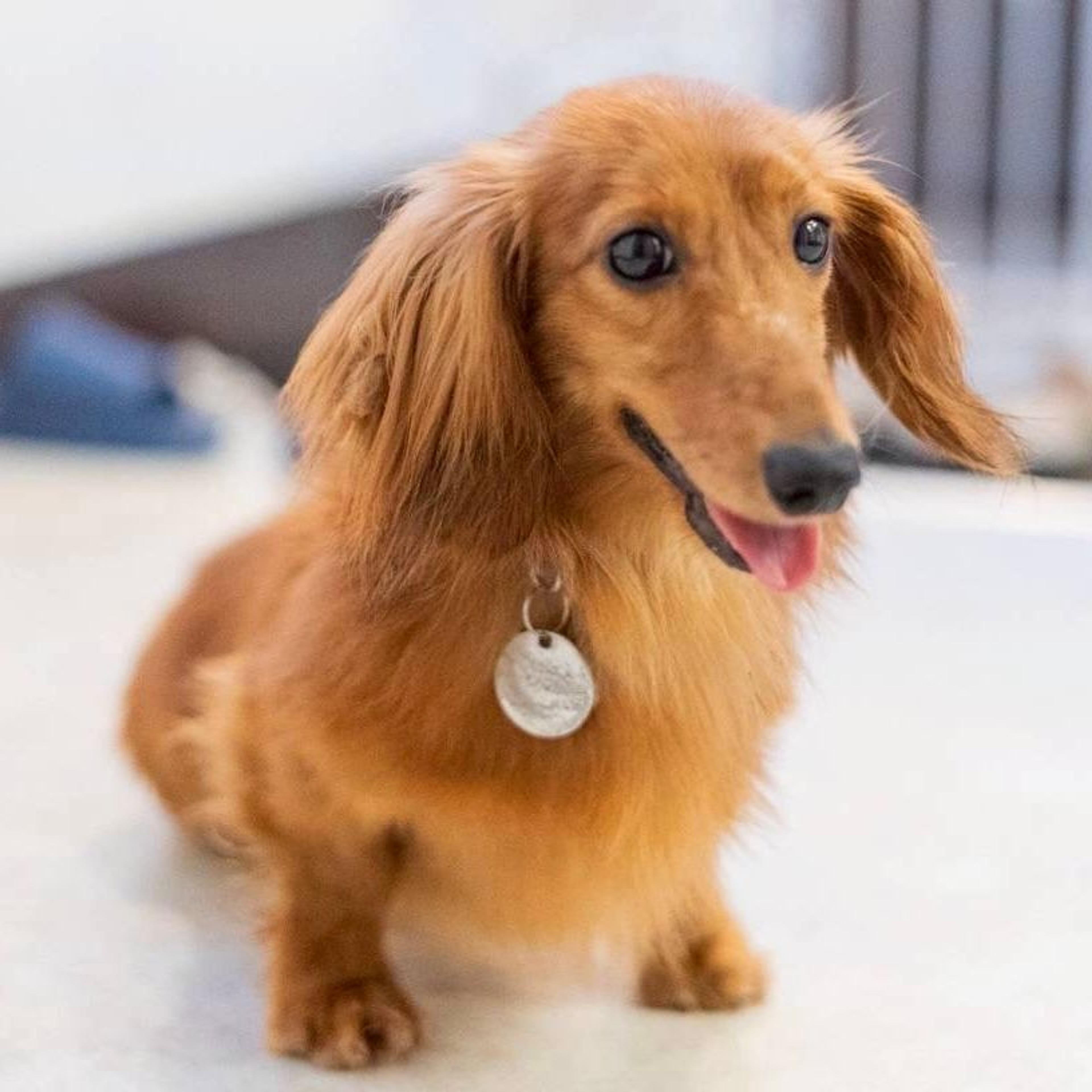 pet-image-3