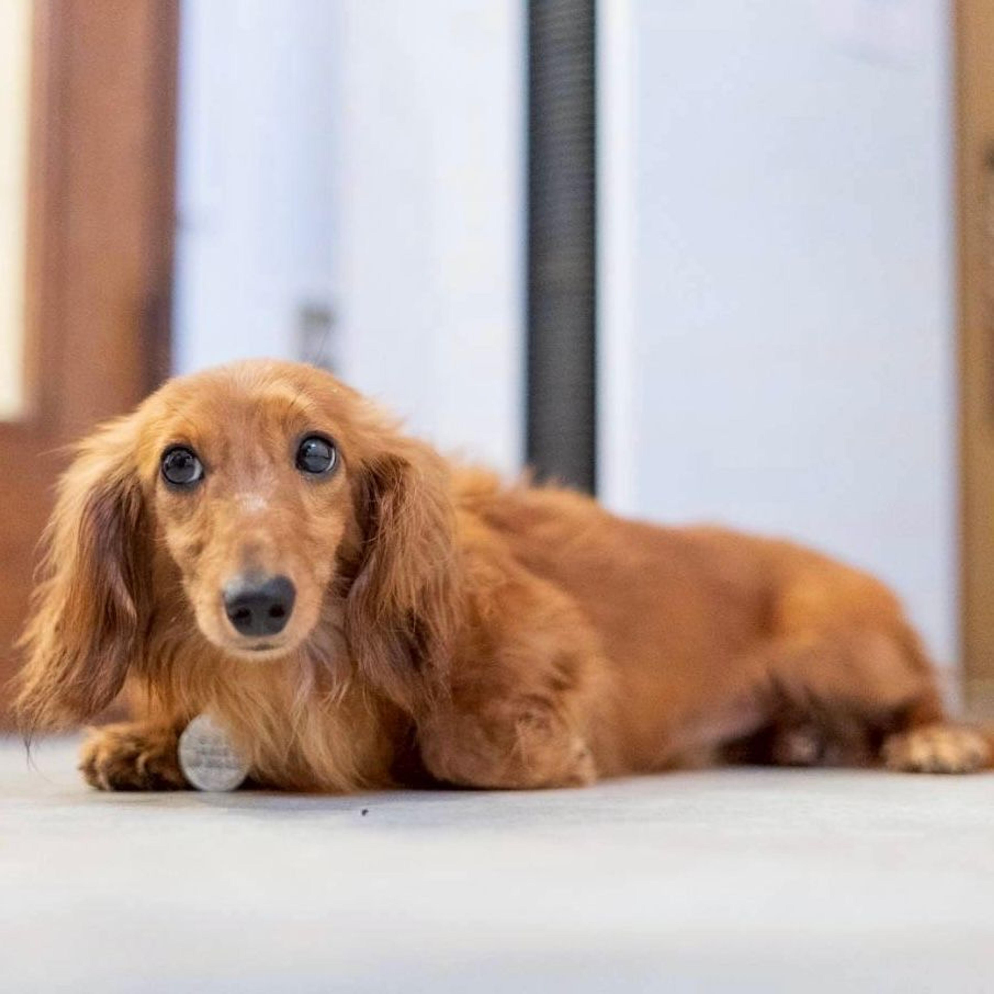 pet-image-4