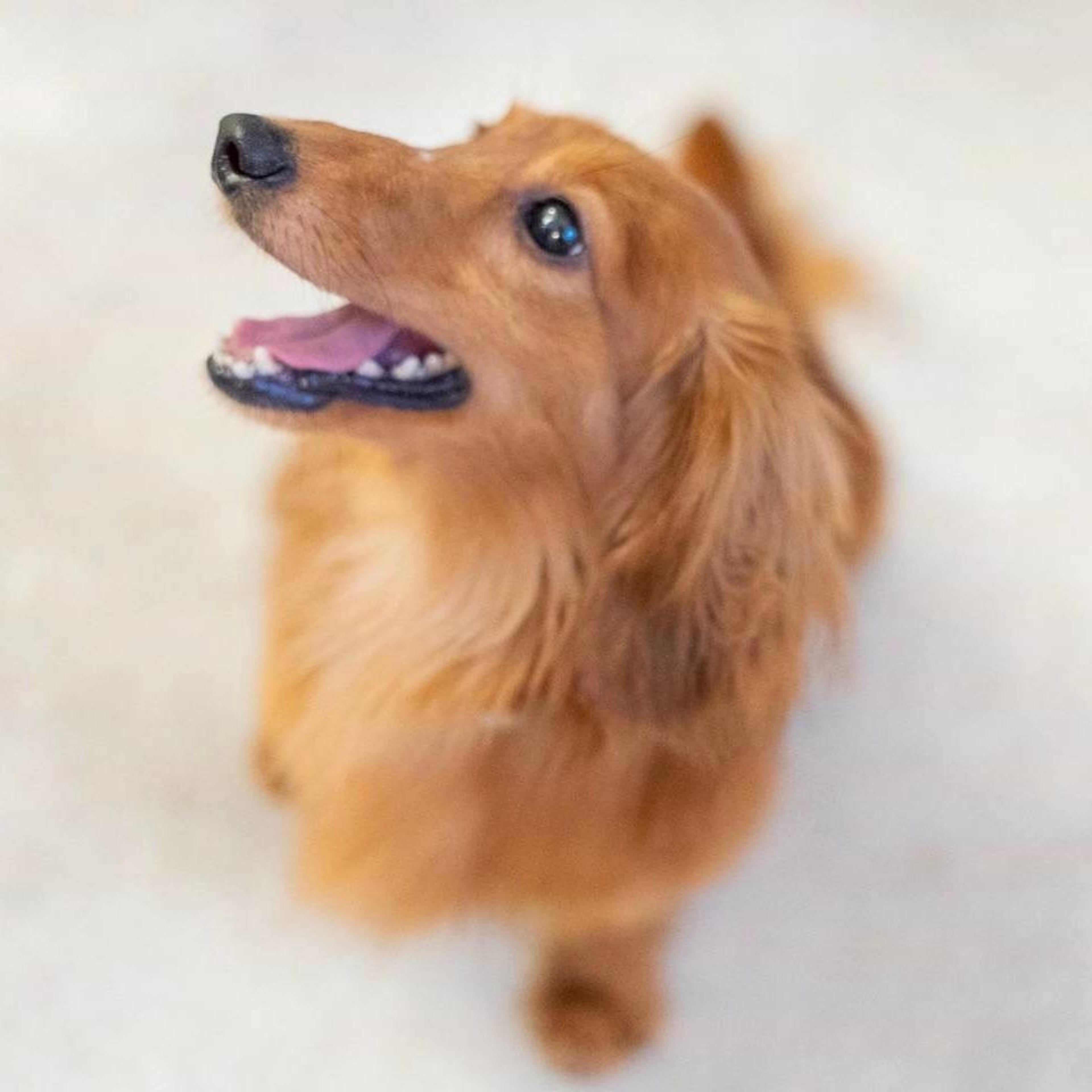 pet-image-5