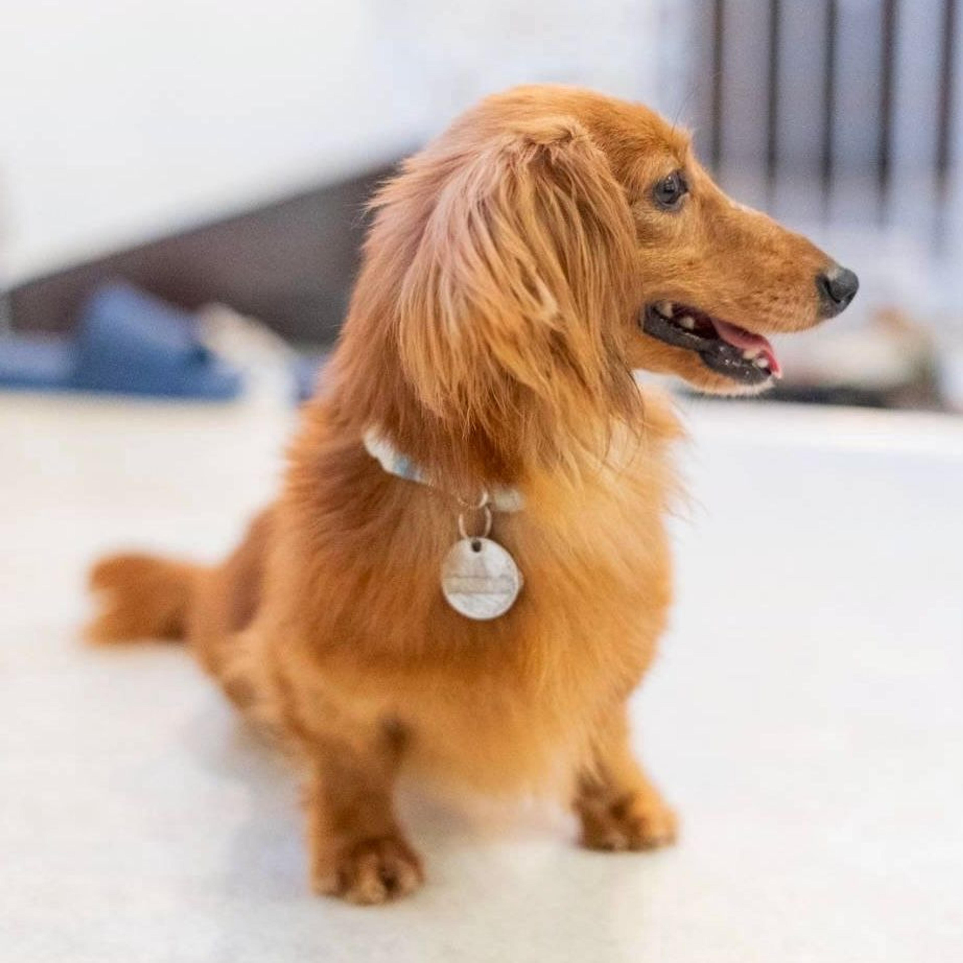 pet-image-6