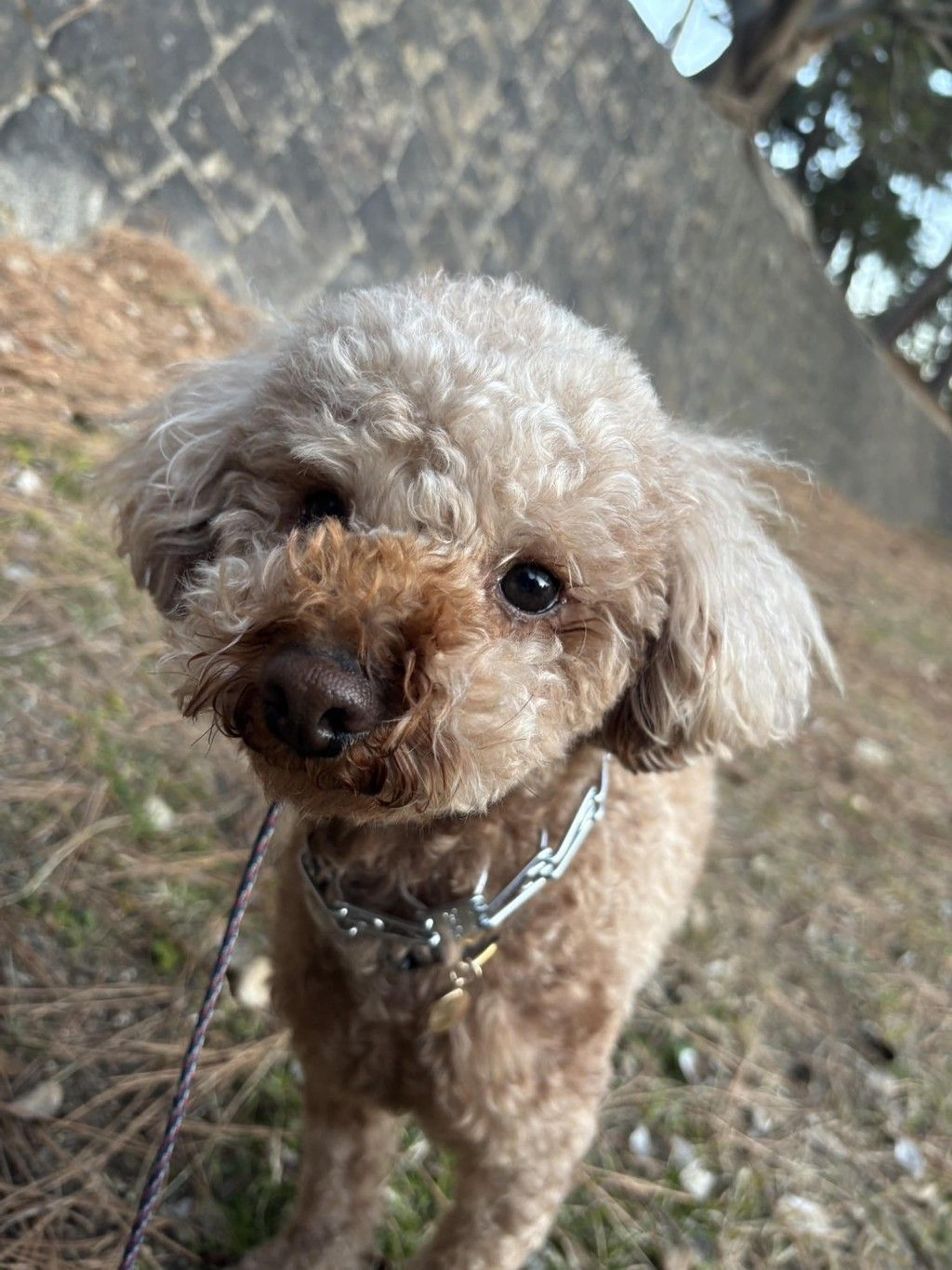 pet-image-3