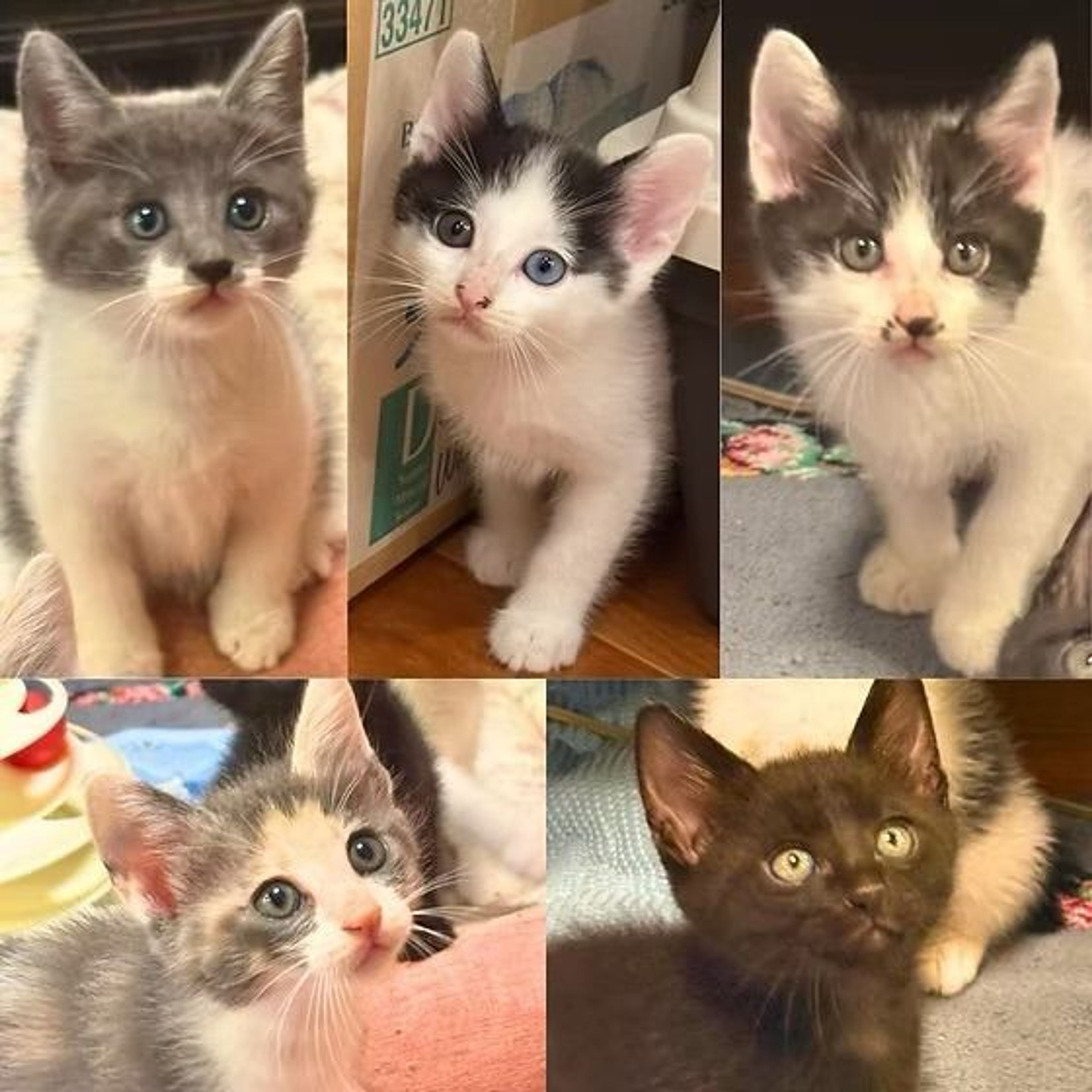 雑種（ミックス猫）・メスの里親募集の写真