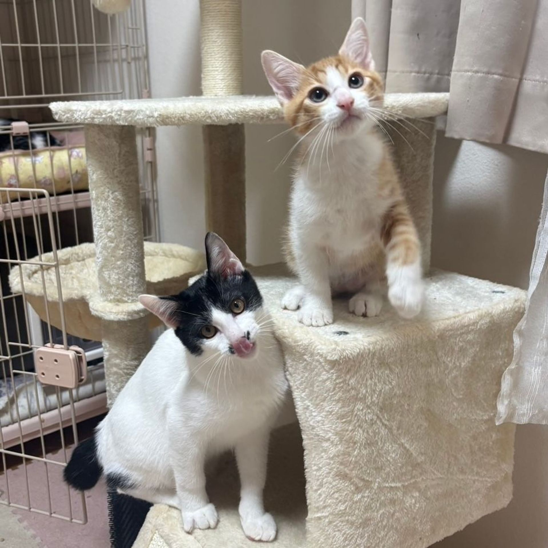 雑種（ミックス猫）・オスの里親募集の写真