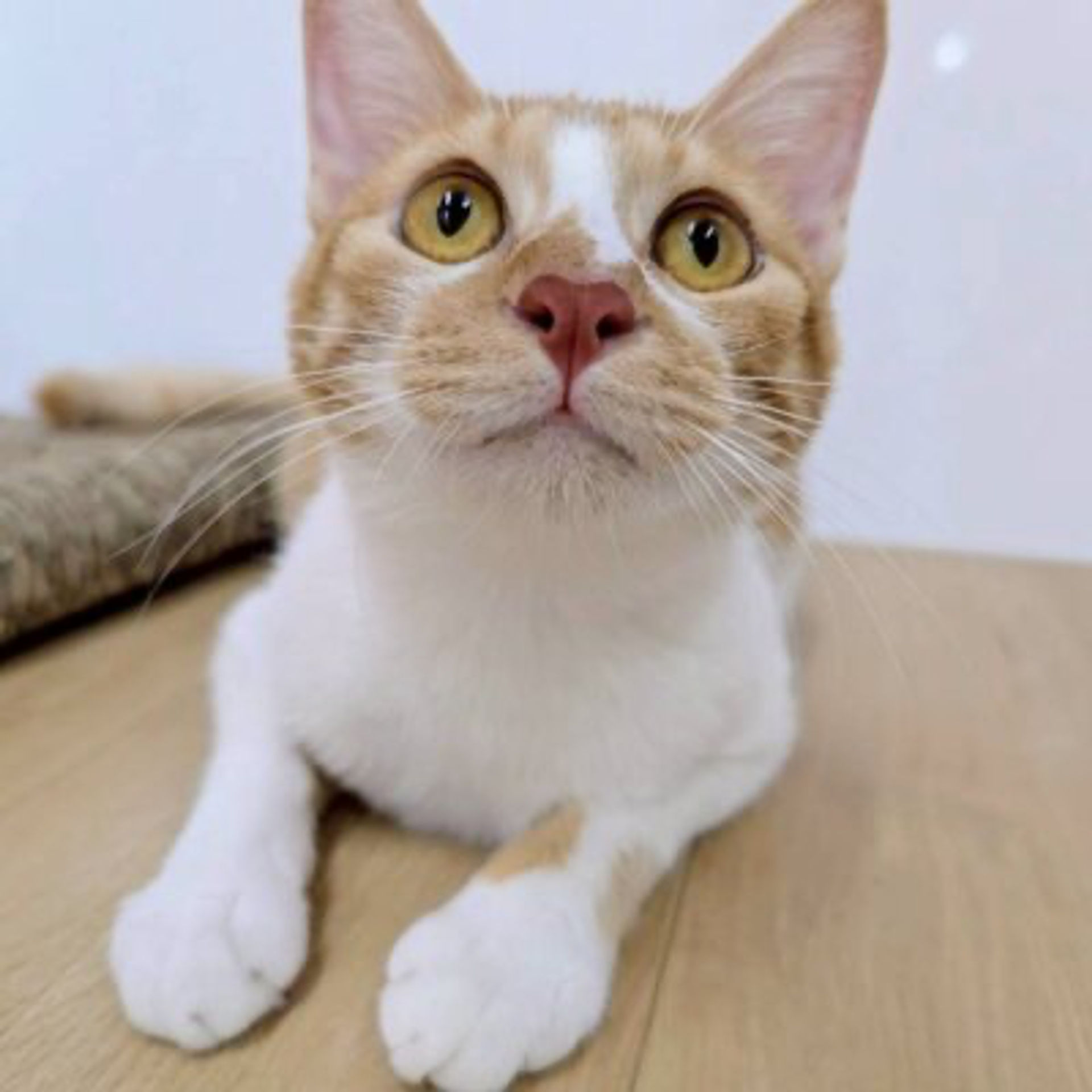 雑種（ミックス猫）・メスの里親募集の写真