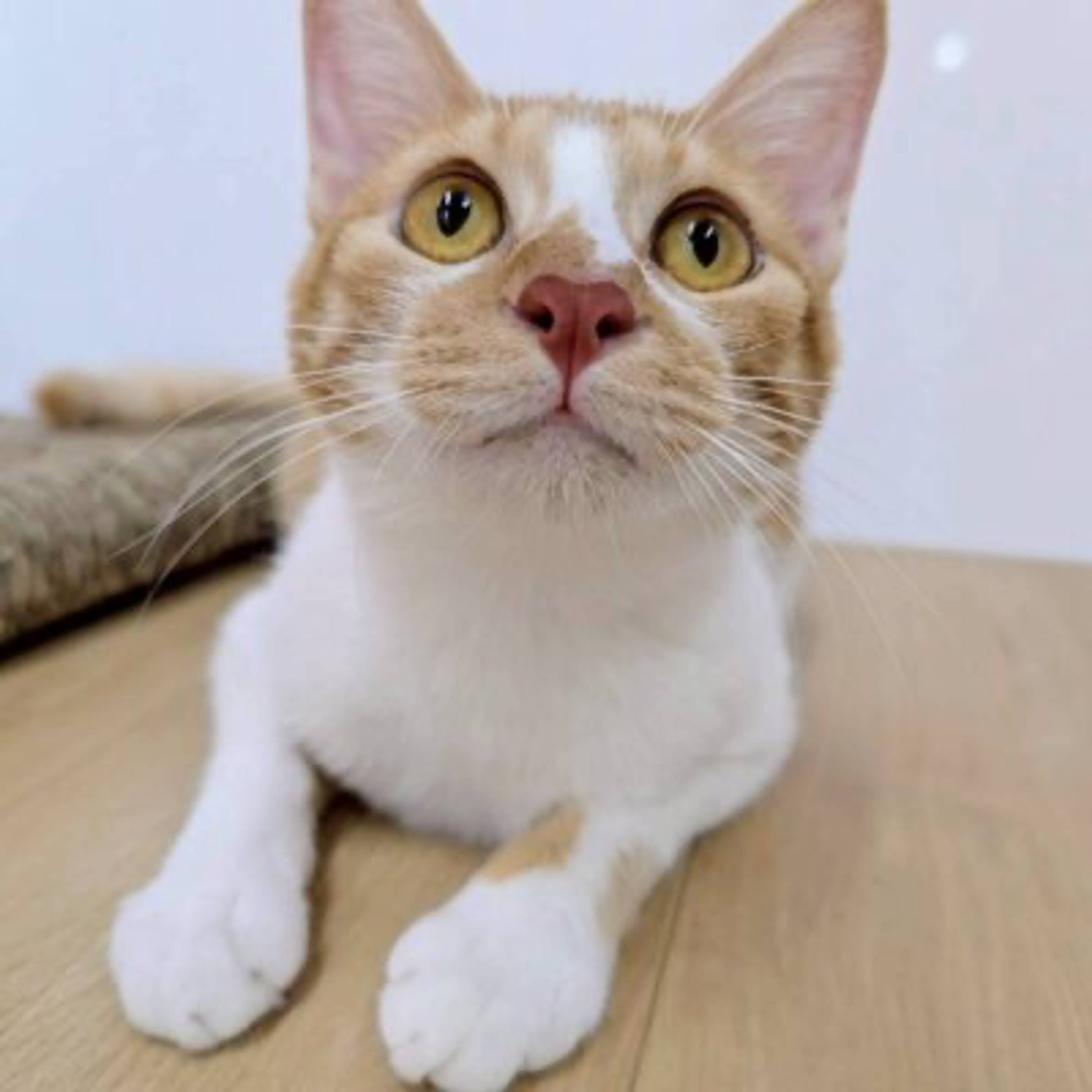 雑種（ミックス猫）・メスの里親募集の写真