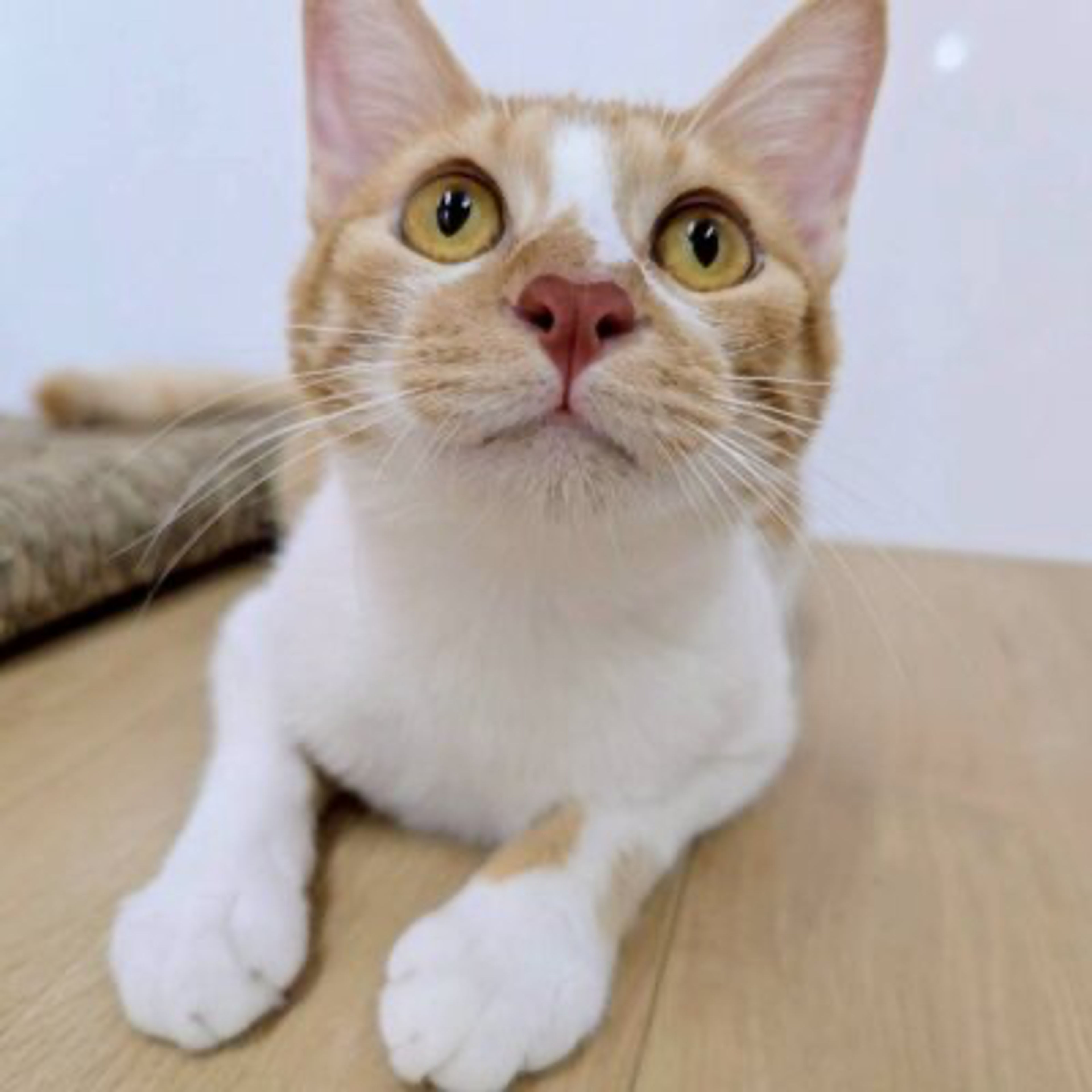 雑種（ミックス猫）・メスの里親募集の写真