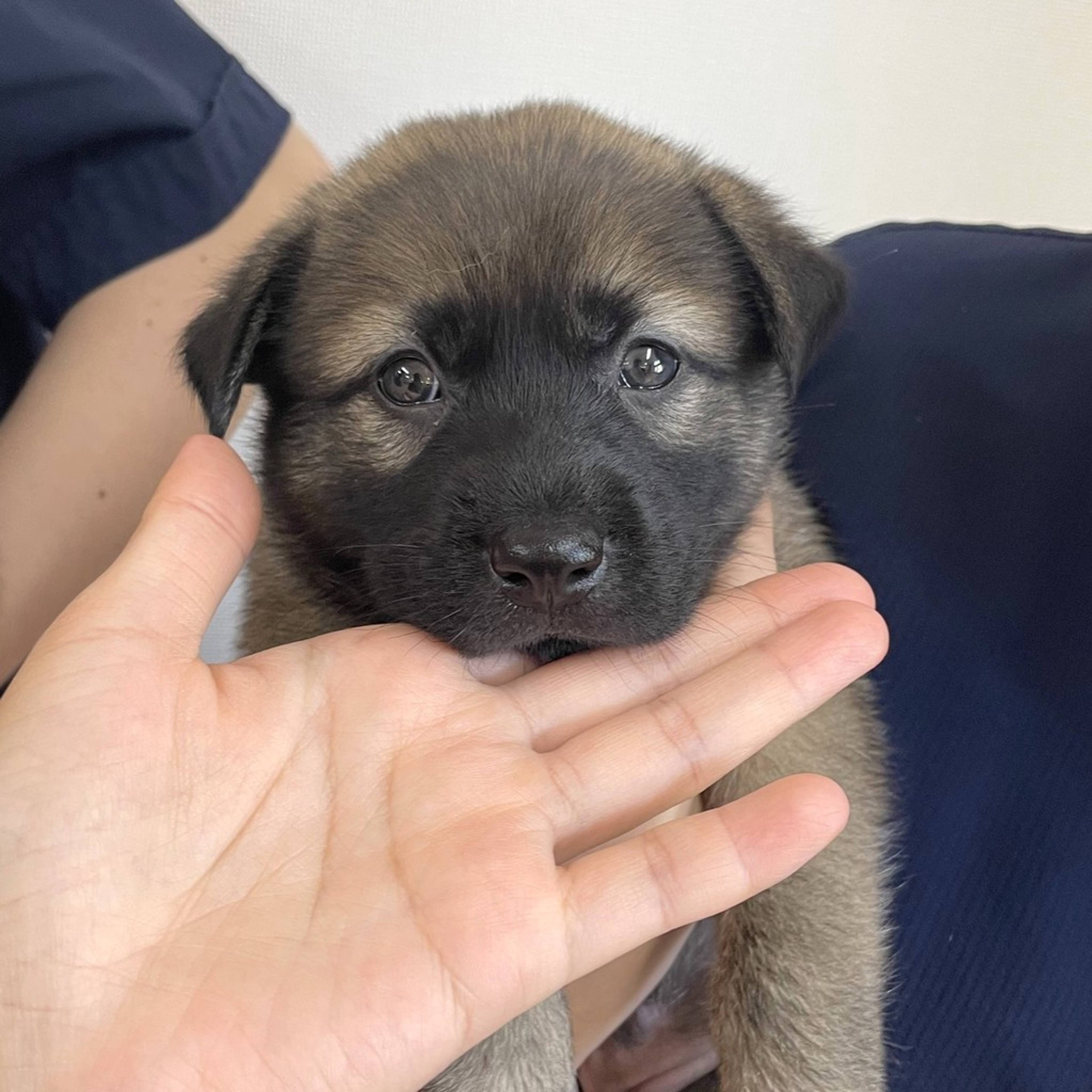 雑種（ミックス犬）・オスの里親募集の写真