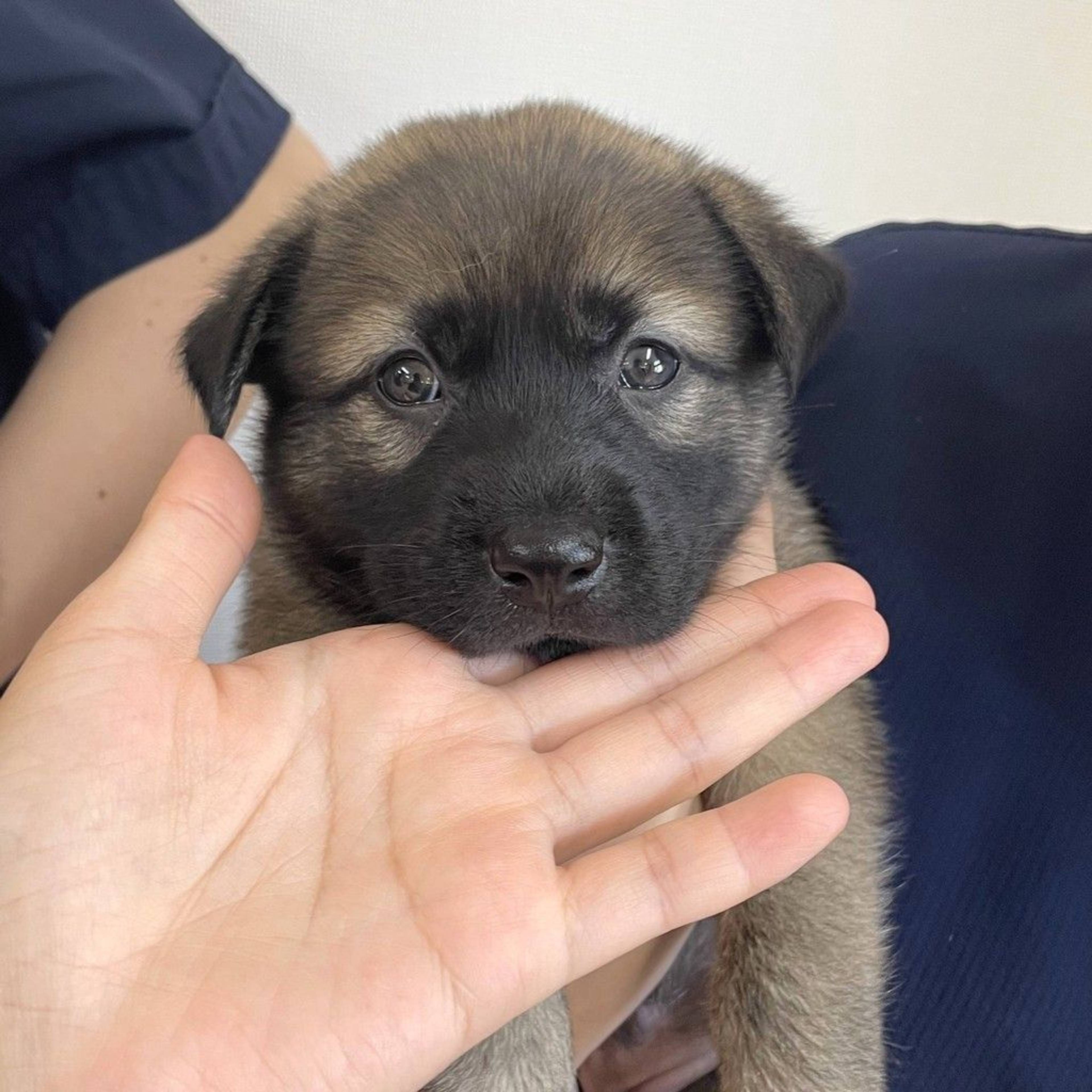 雑種（ミックス犬）・メスの里親募集の写真