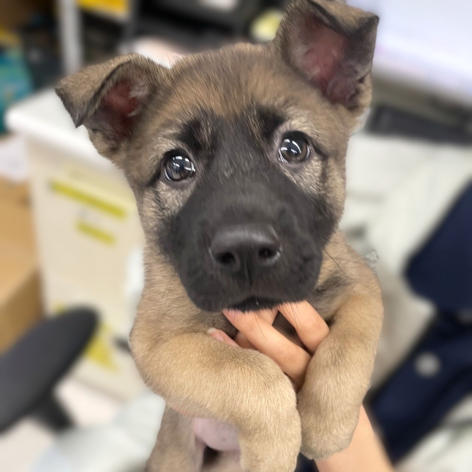 雑種（ミックス犬）・メスの里親募集の写真