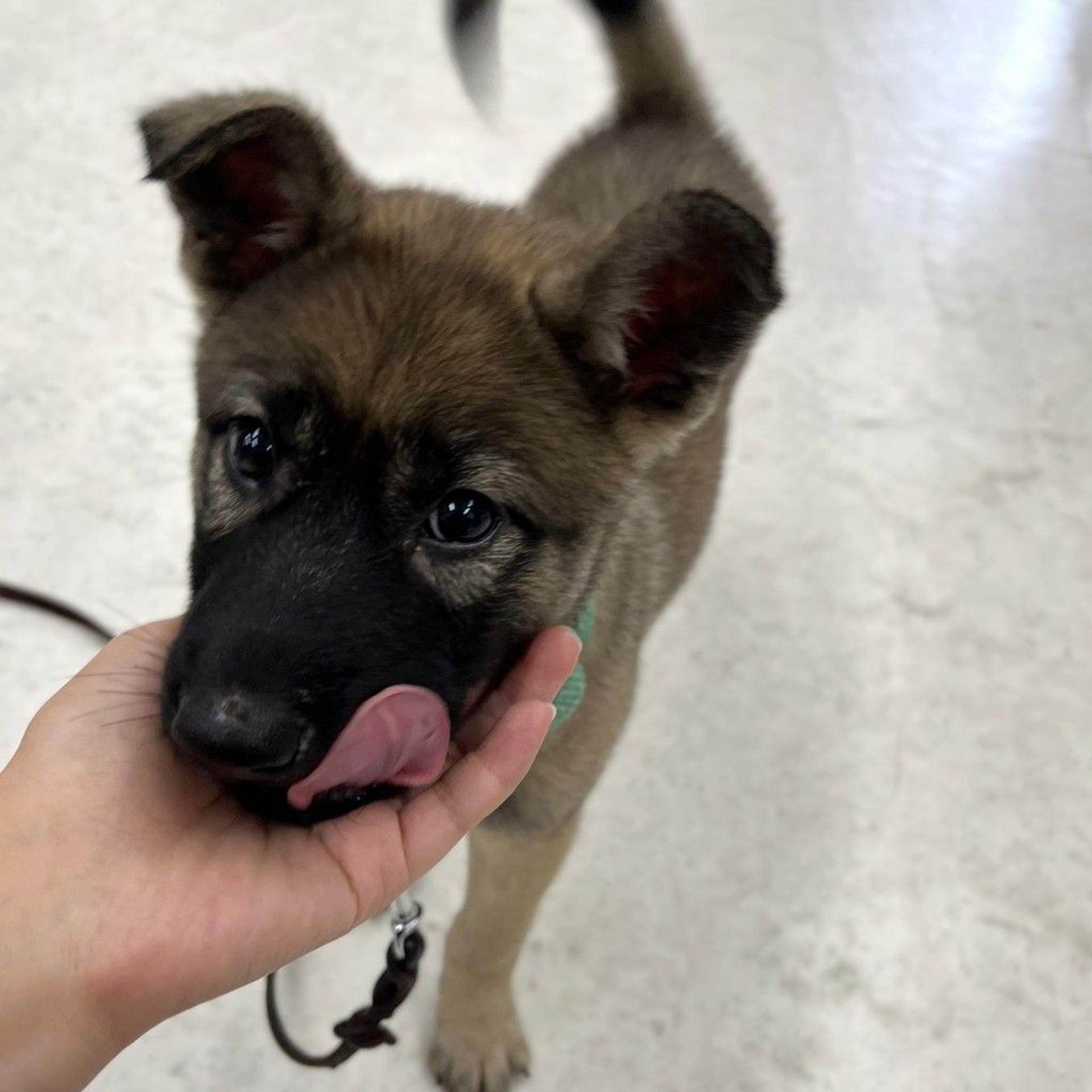 pet-image-3