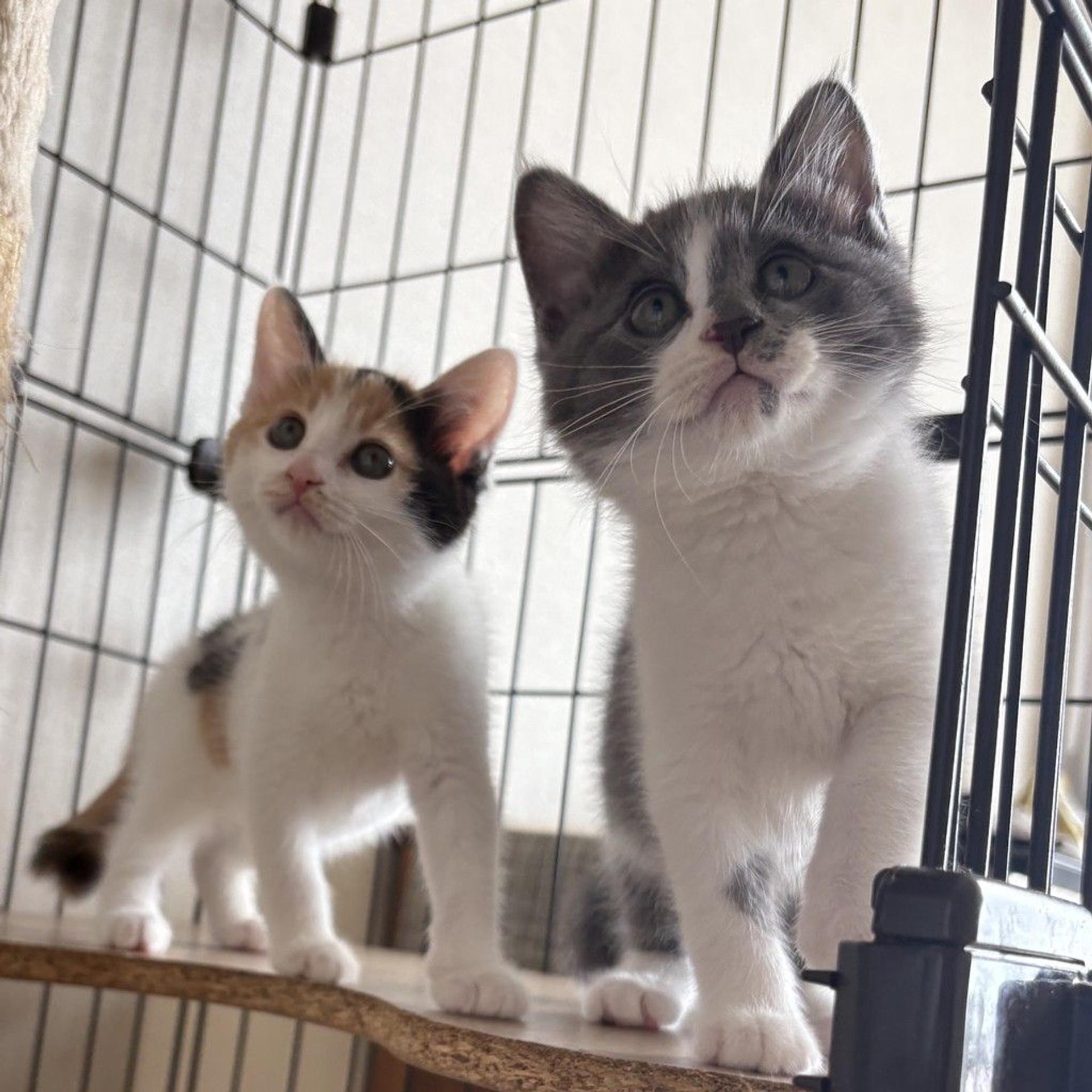 pet-image-4