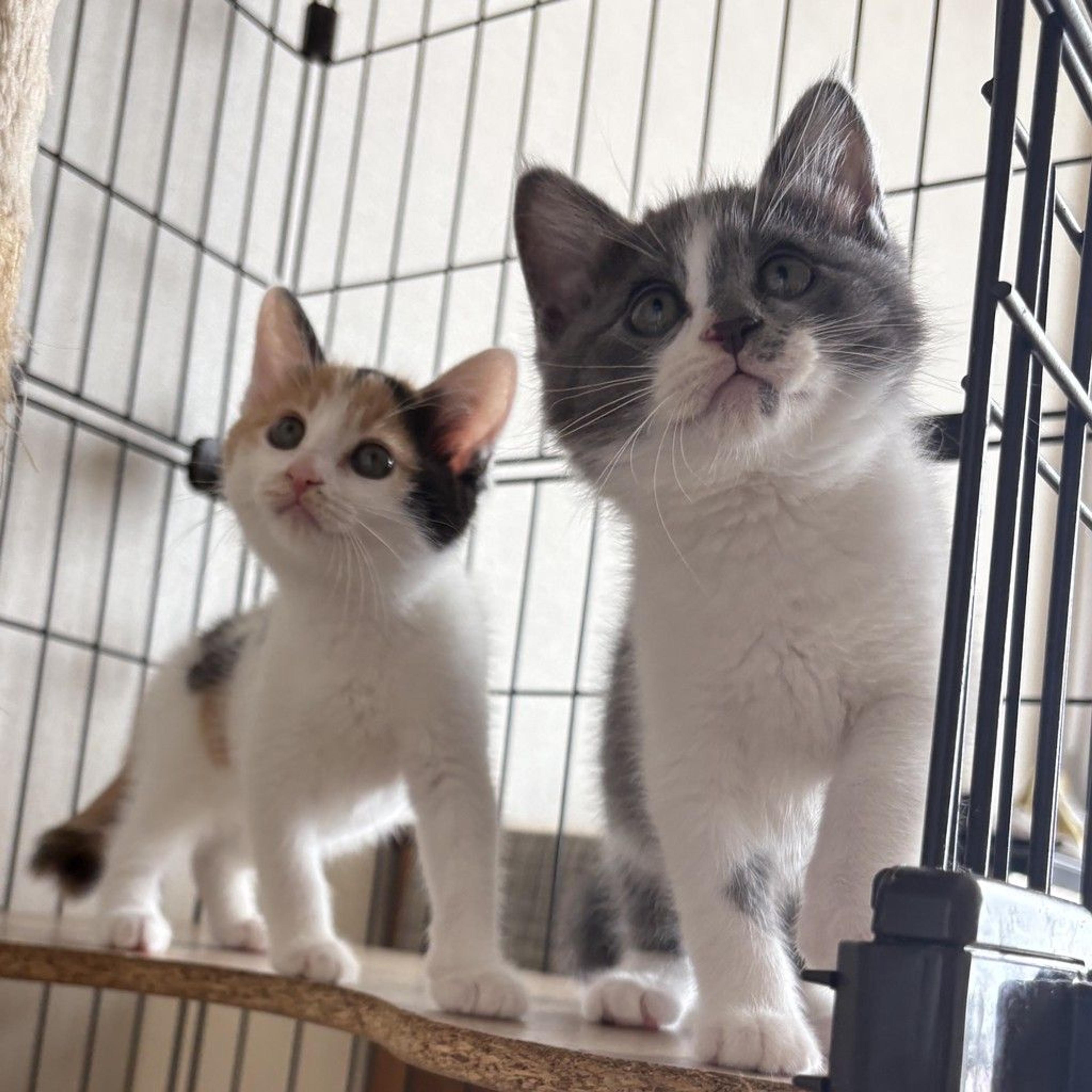 pet-image-4