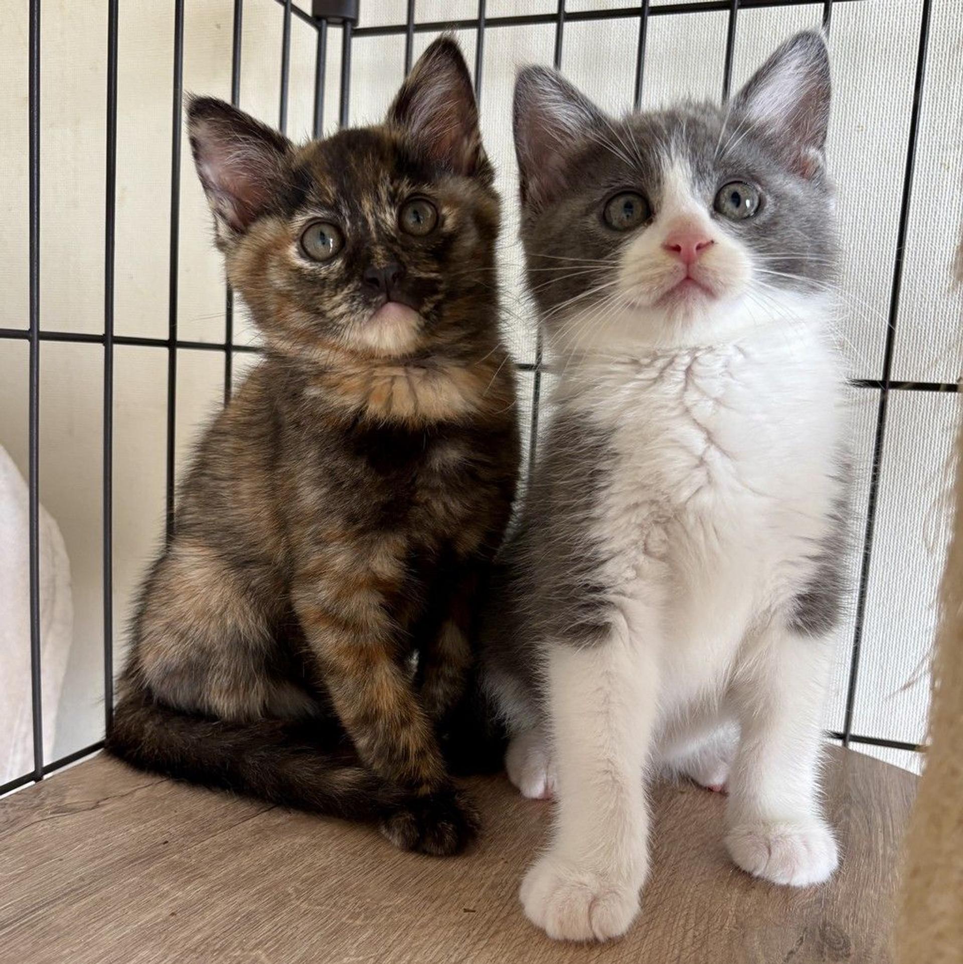 pet-image-8