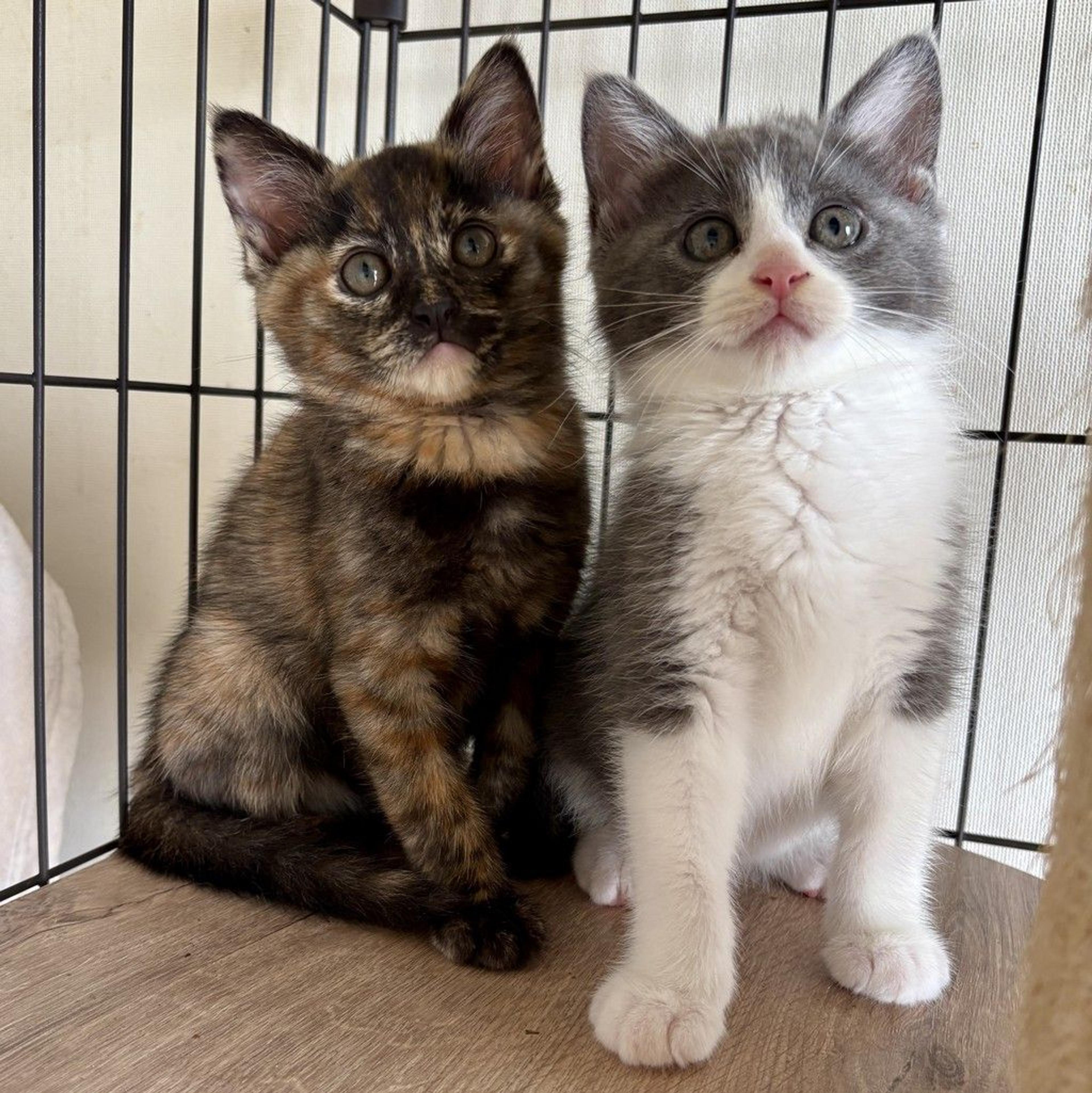 pet-image-8