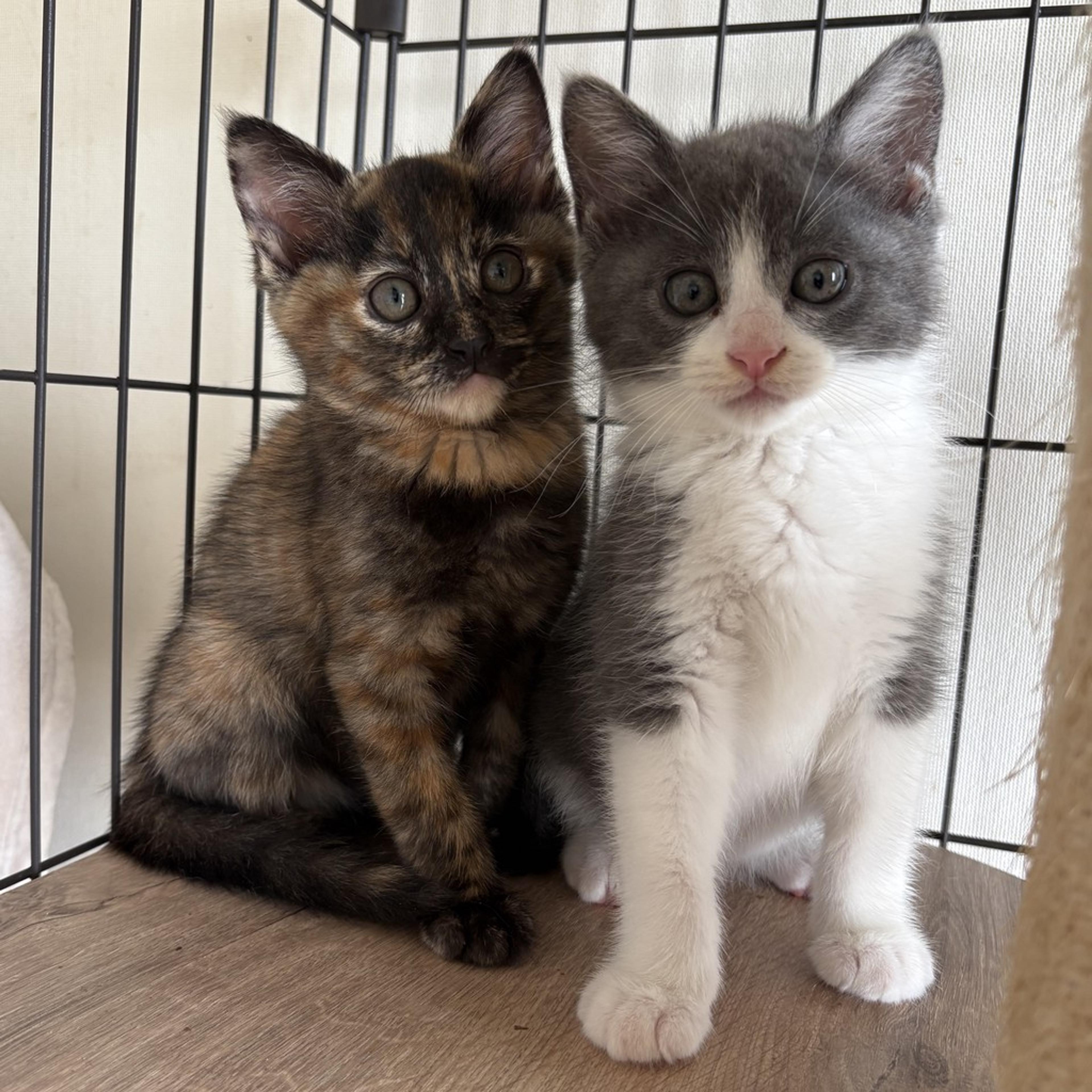 pet-image-4