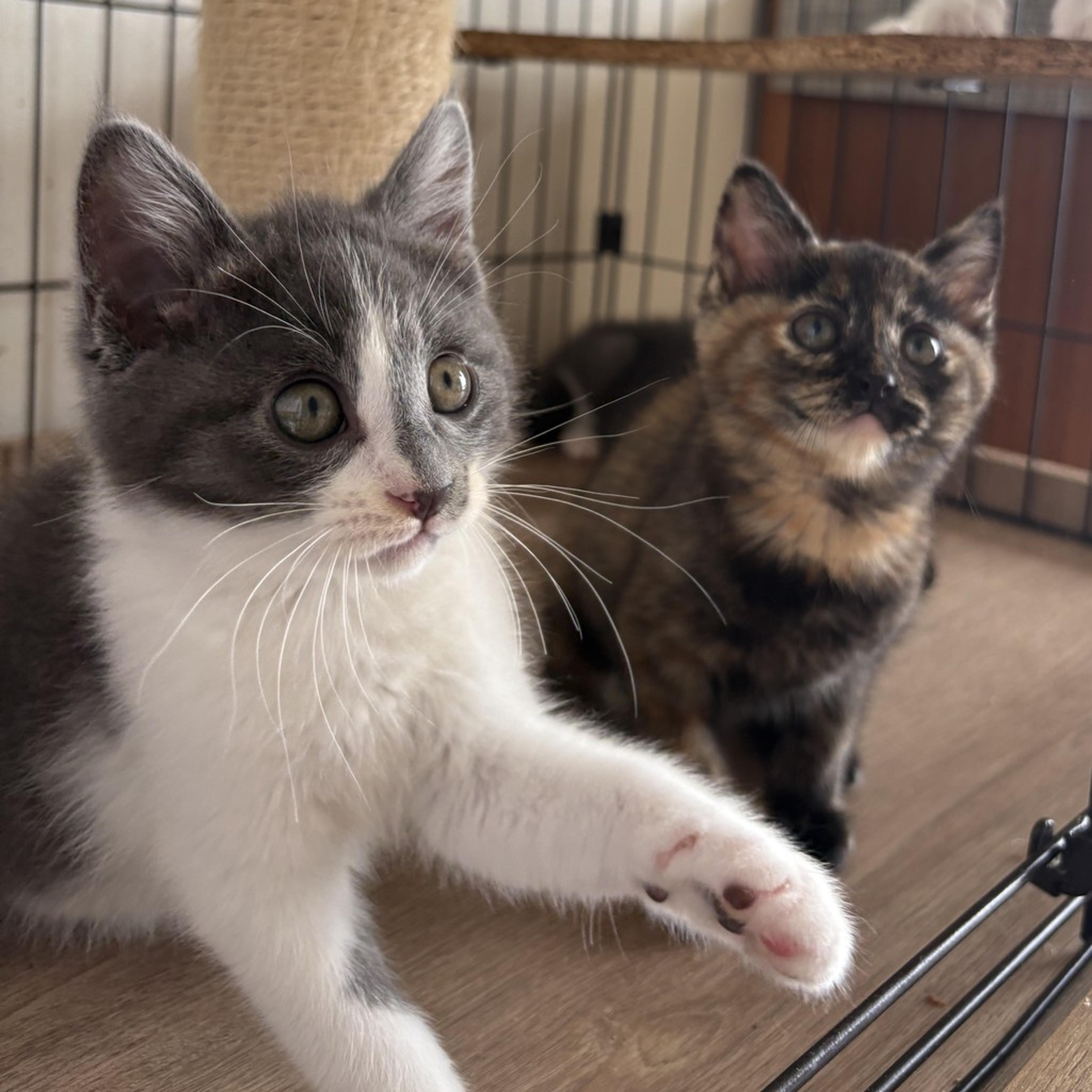 pet-image-5