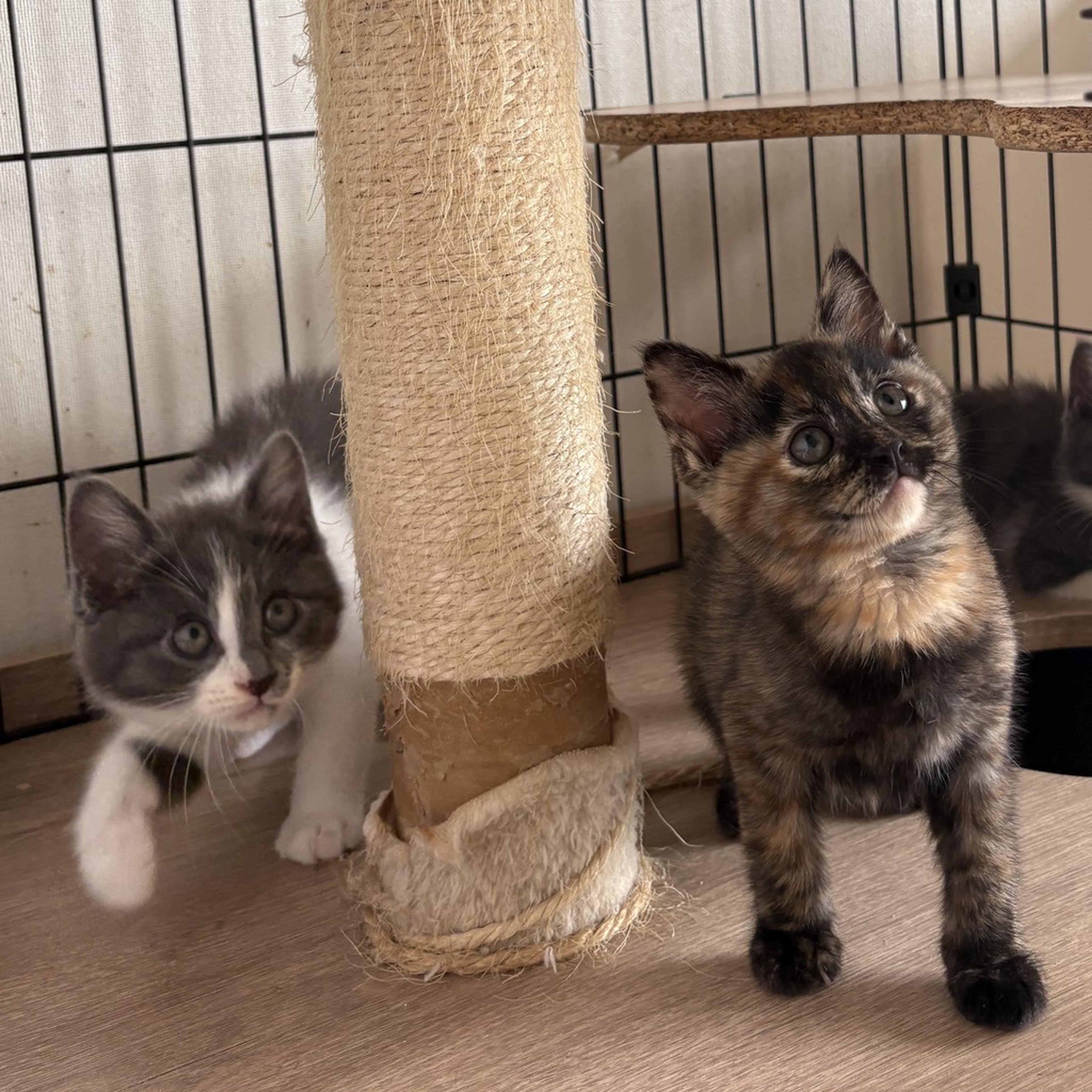 pet-image-6