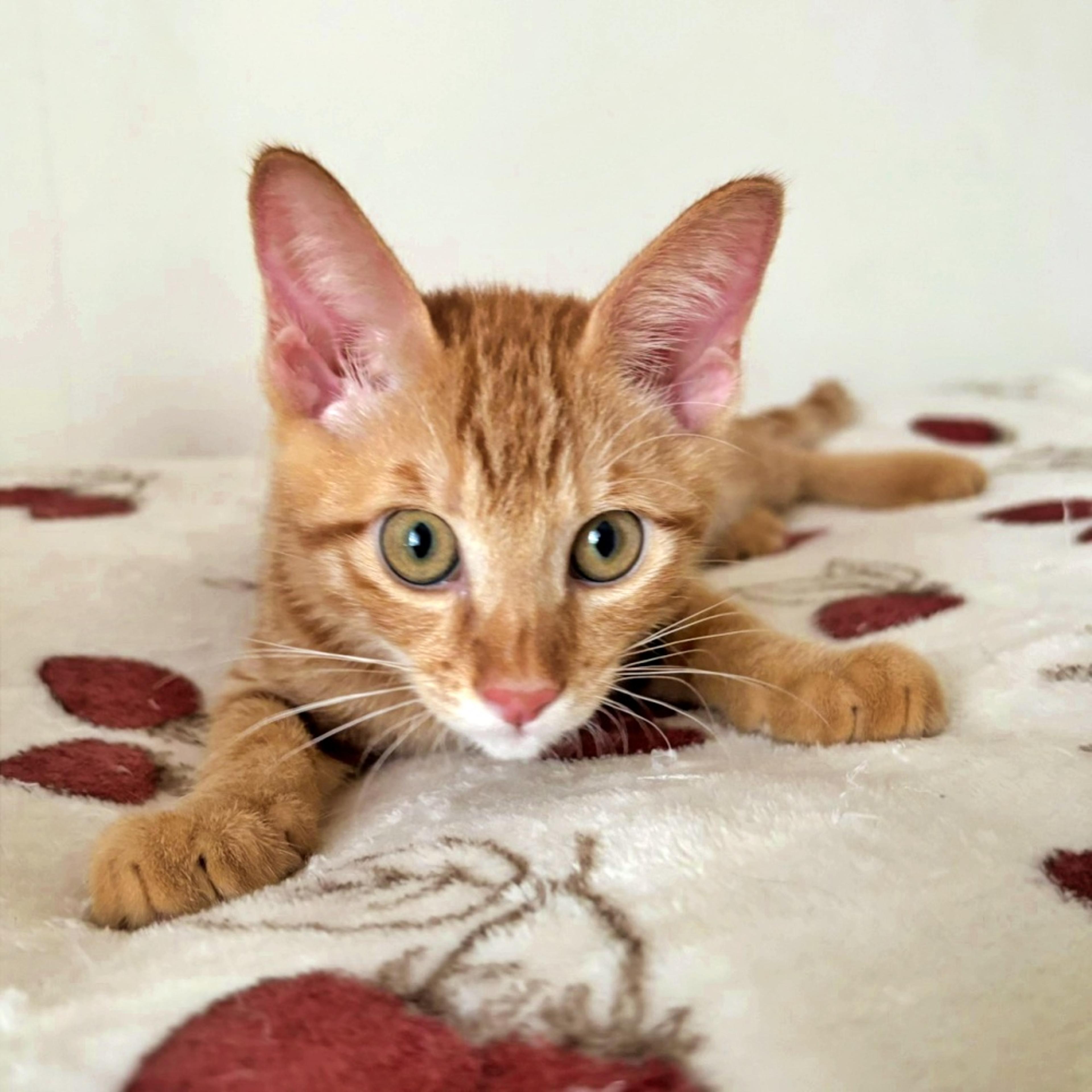 pet-image-3