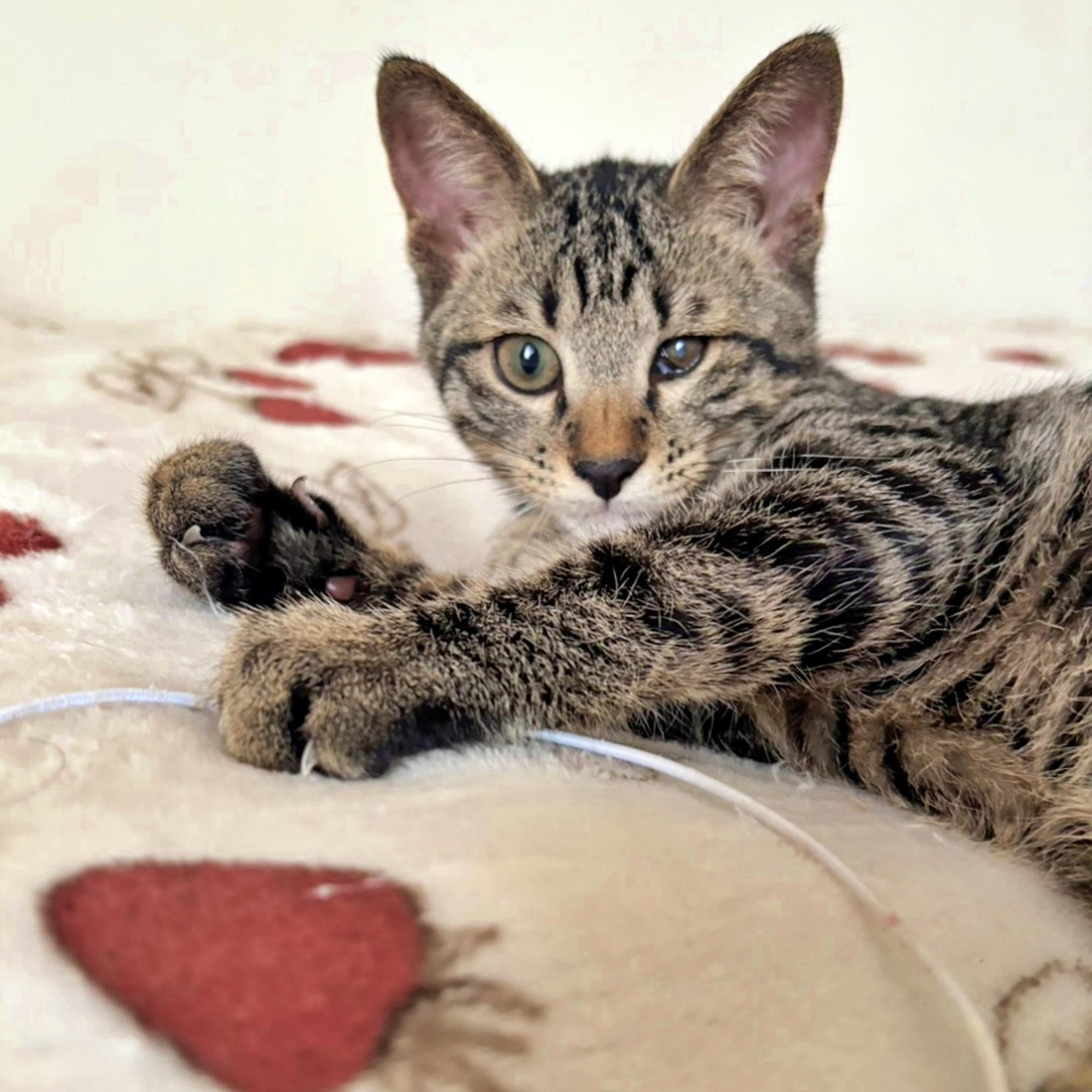 pet-image-4