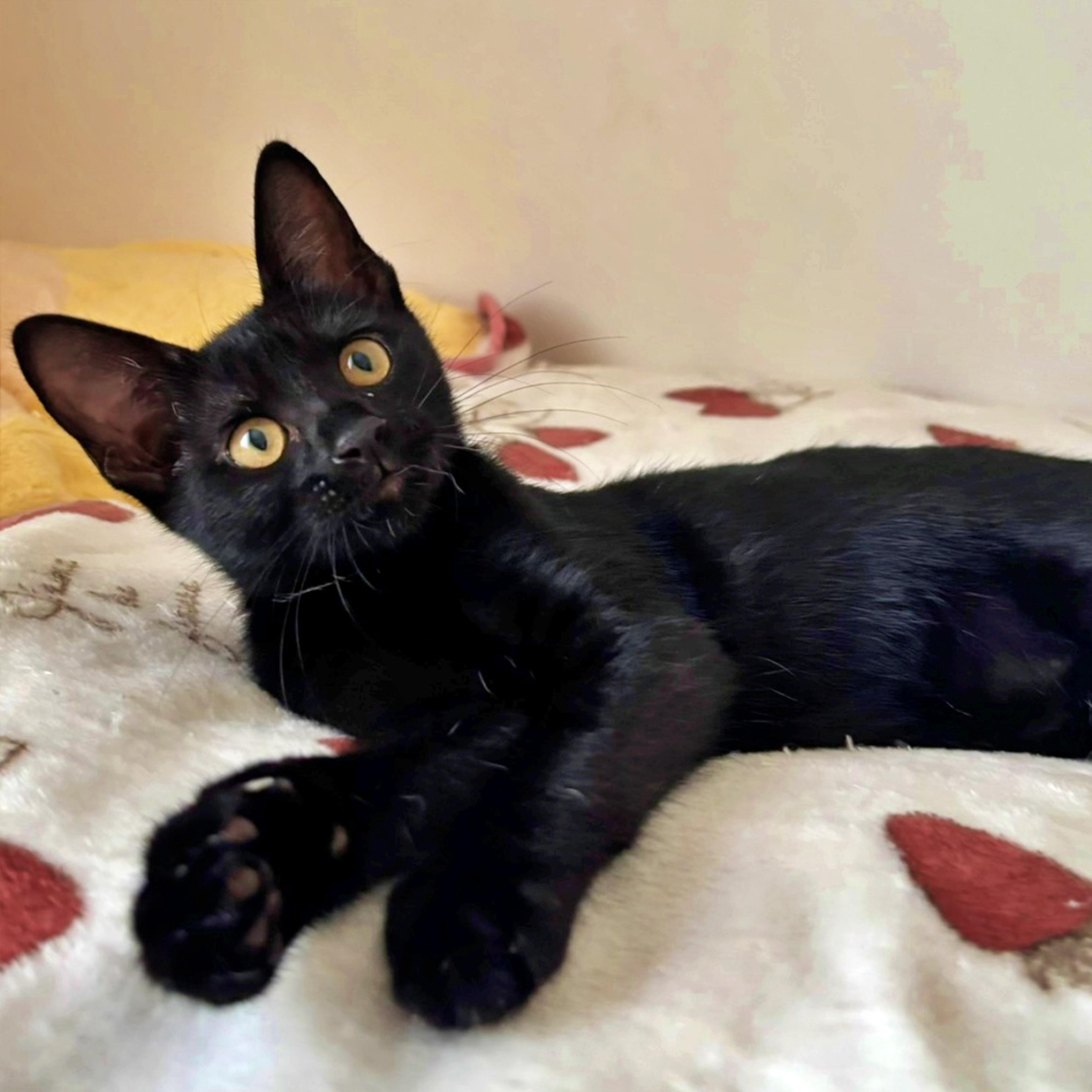 pet-image-2