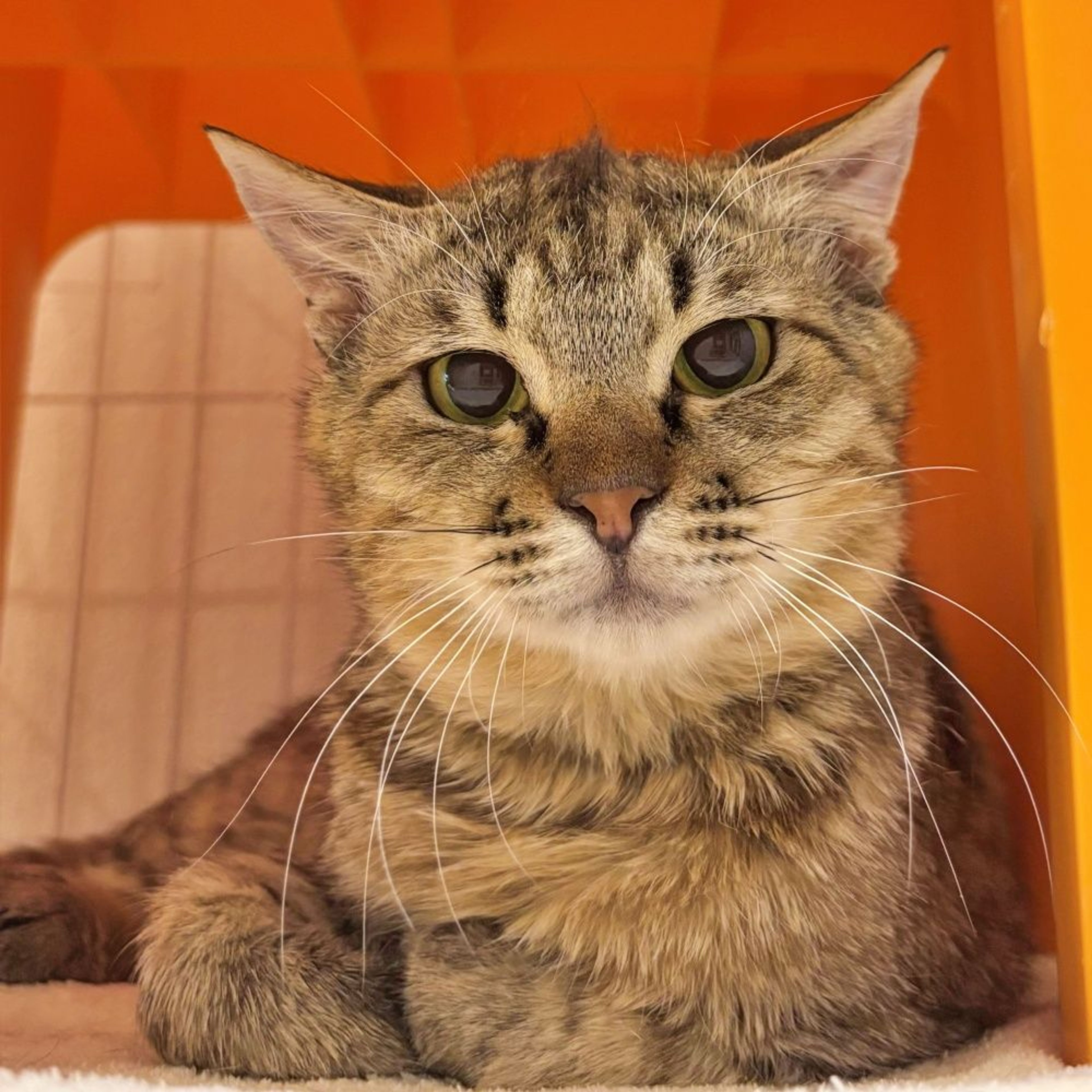 雑種（ミックス猫）・オスの里親募集の写真