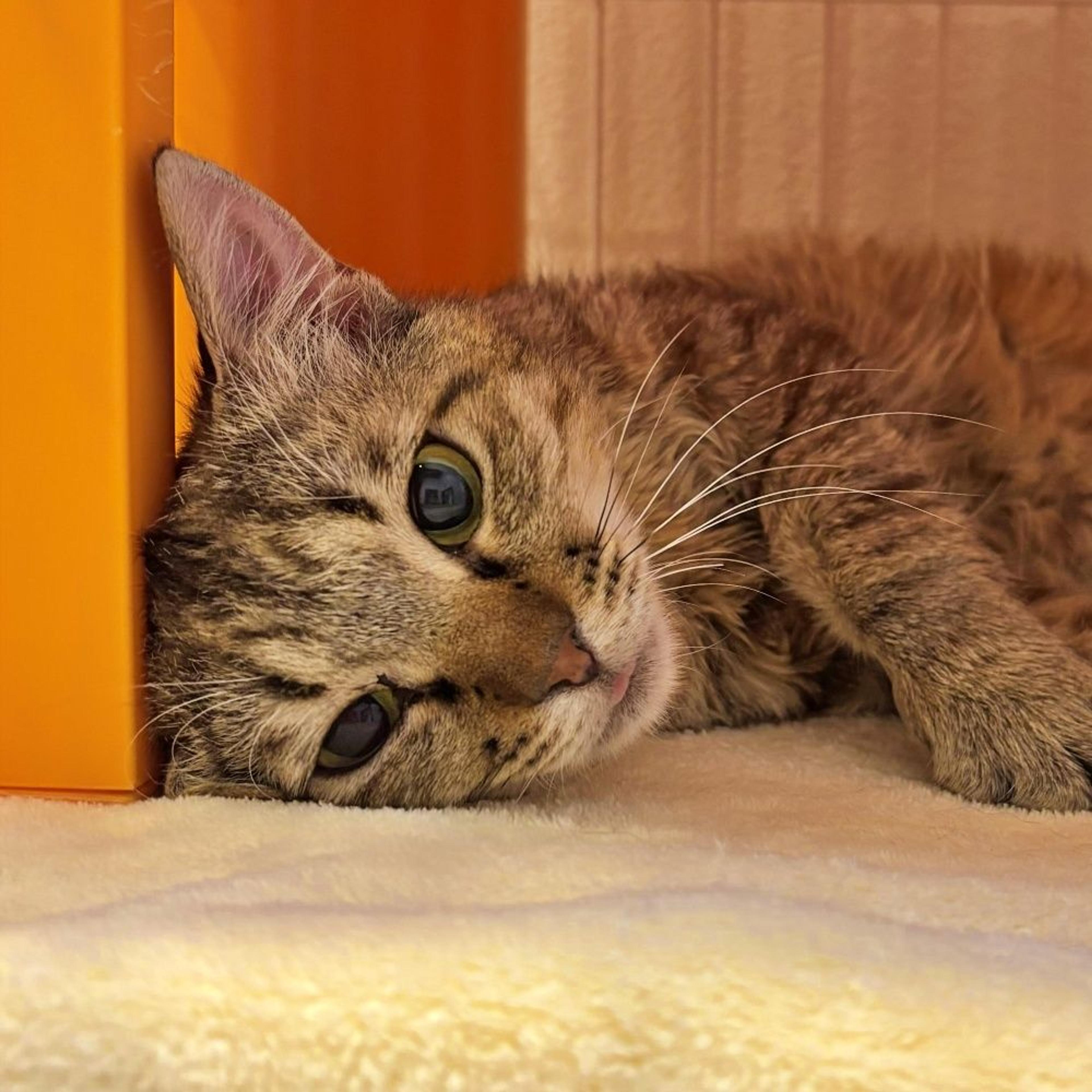 pet-image-2