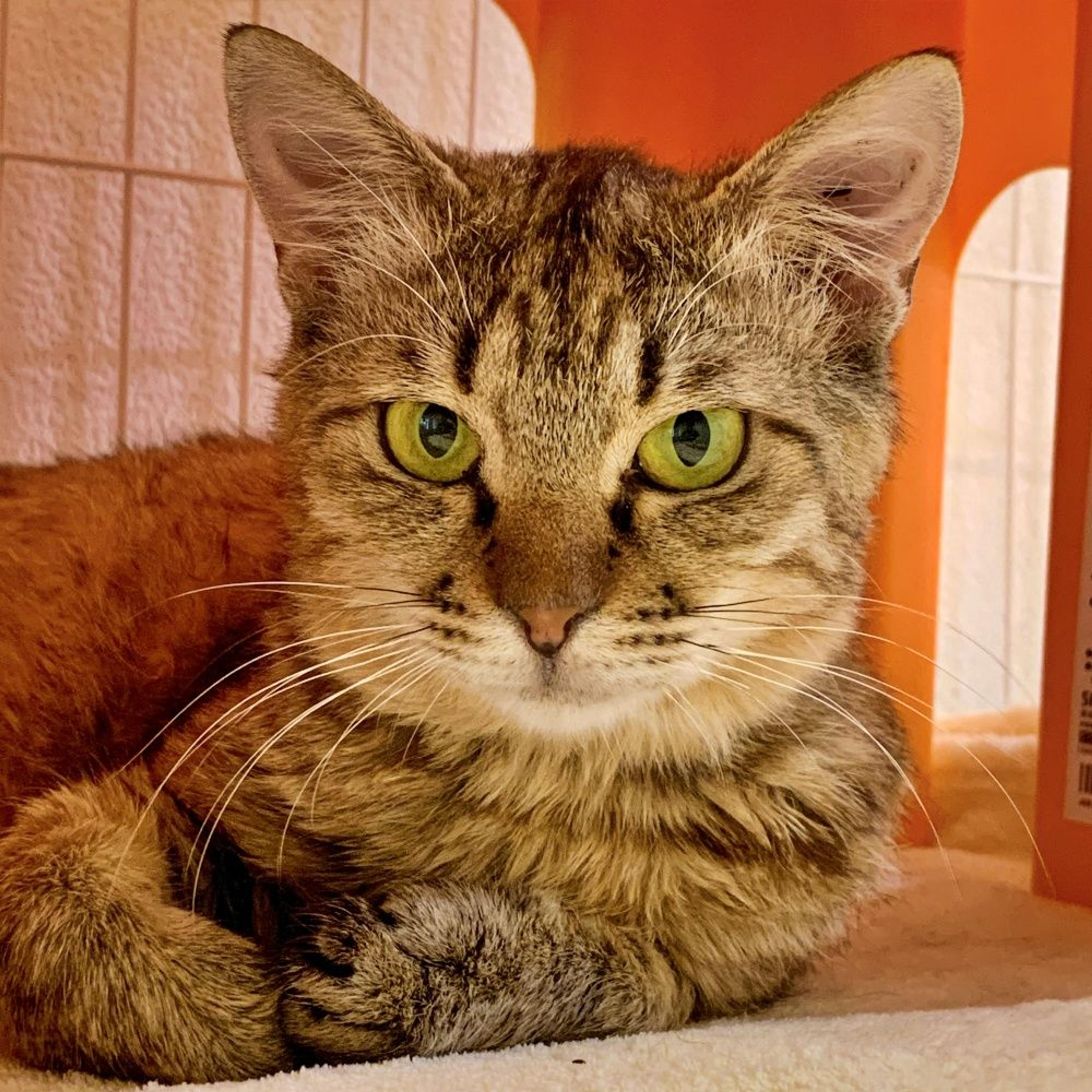 pet-image-3