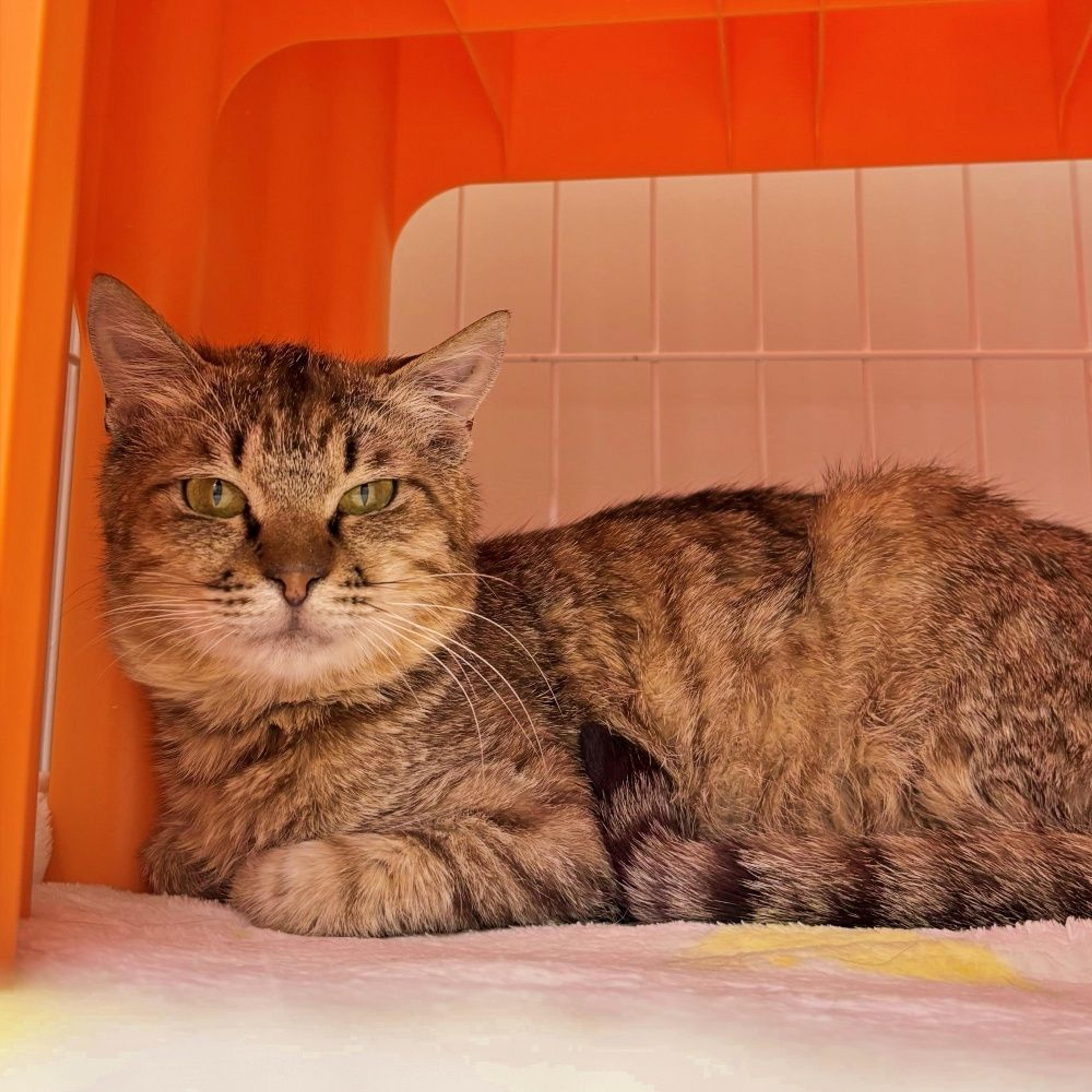 pet-image-4
