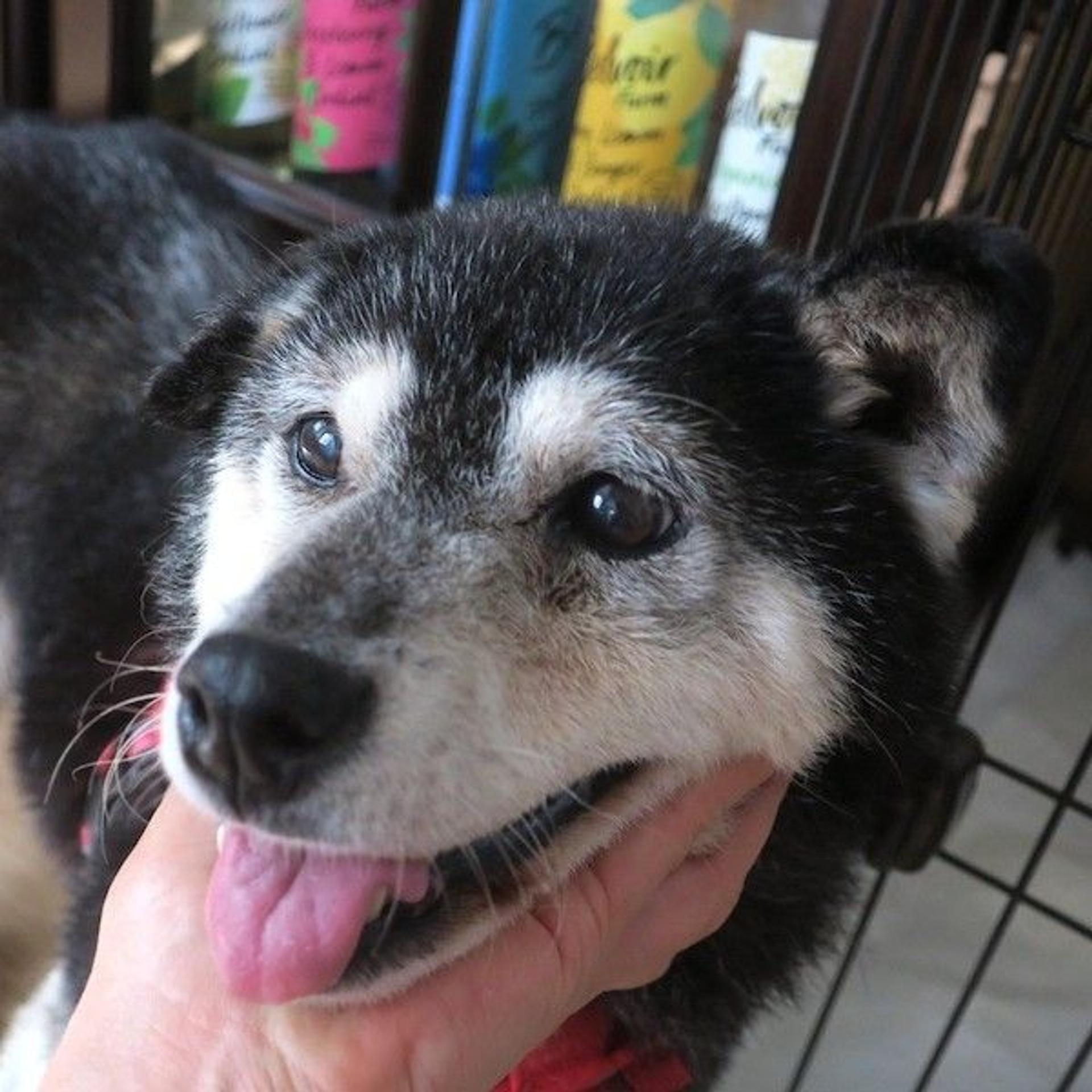 pet-image-2
