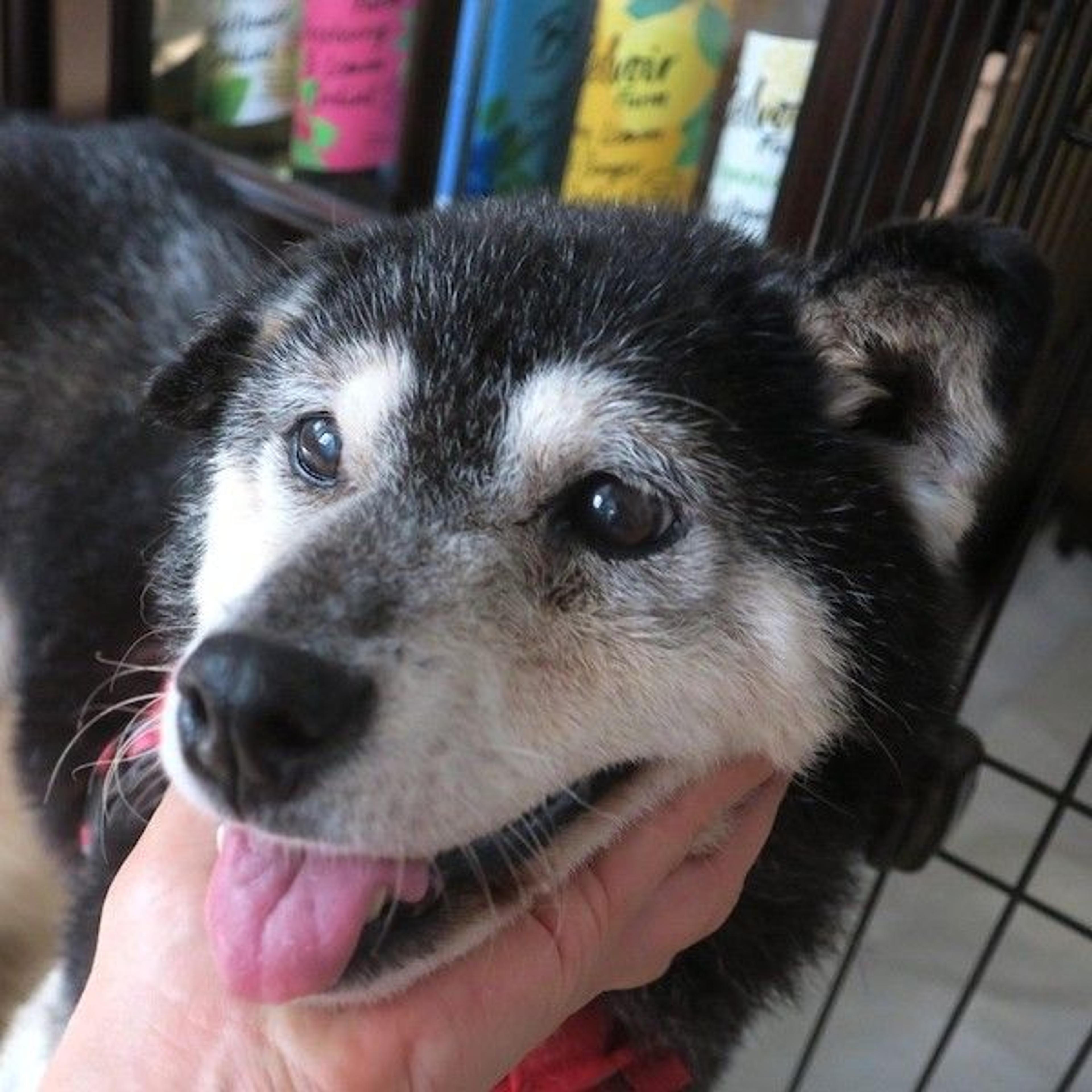 pet-image-2