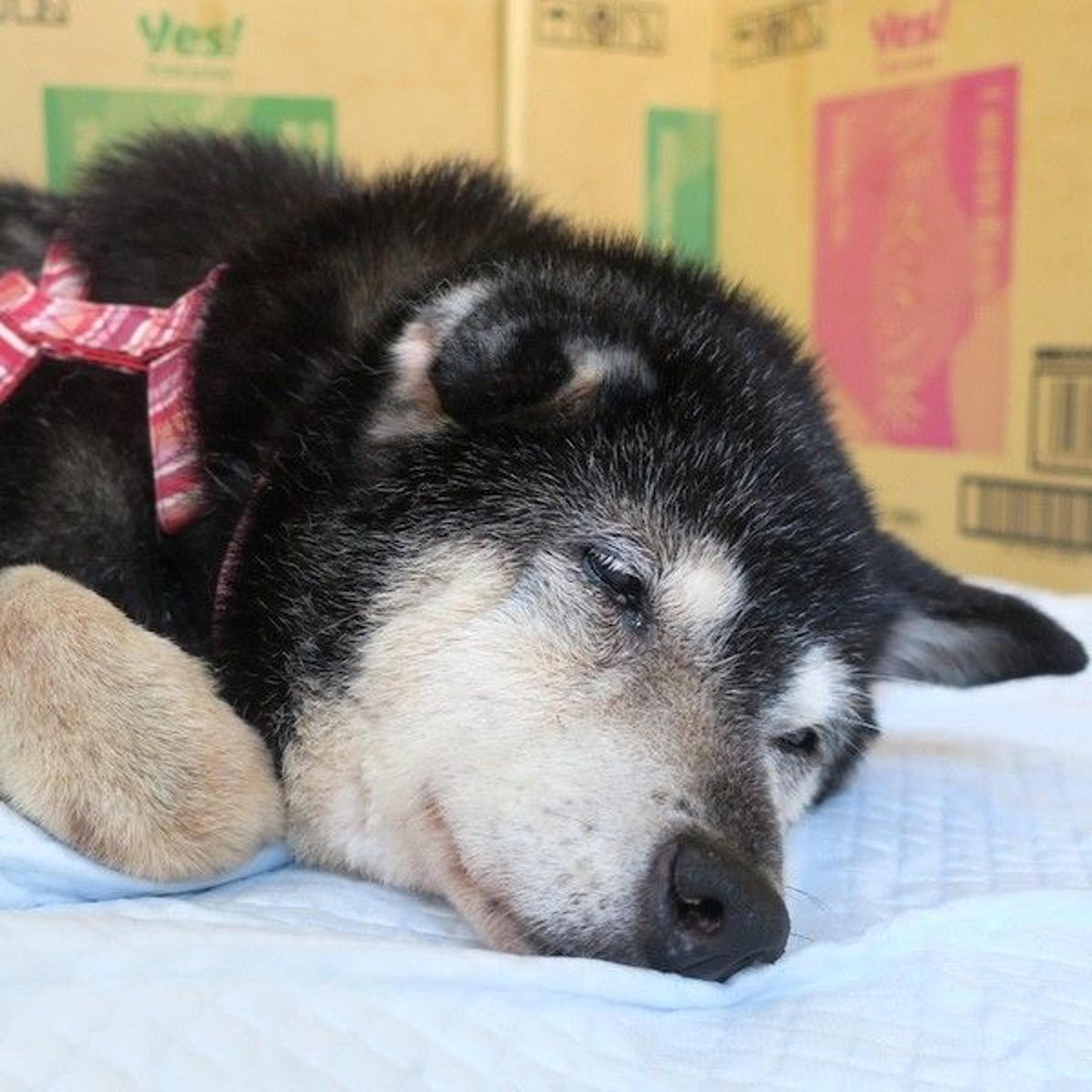 pet-image-4