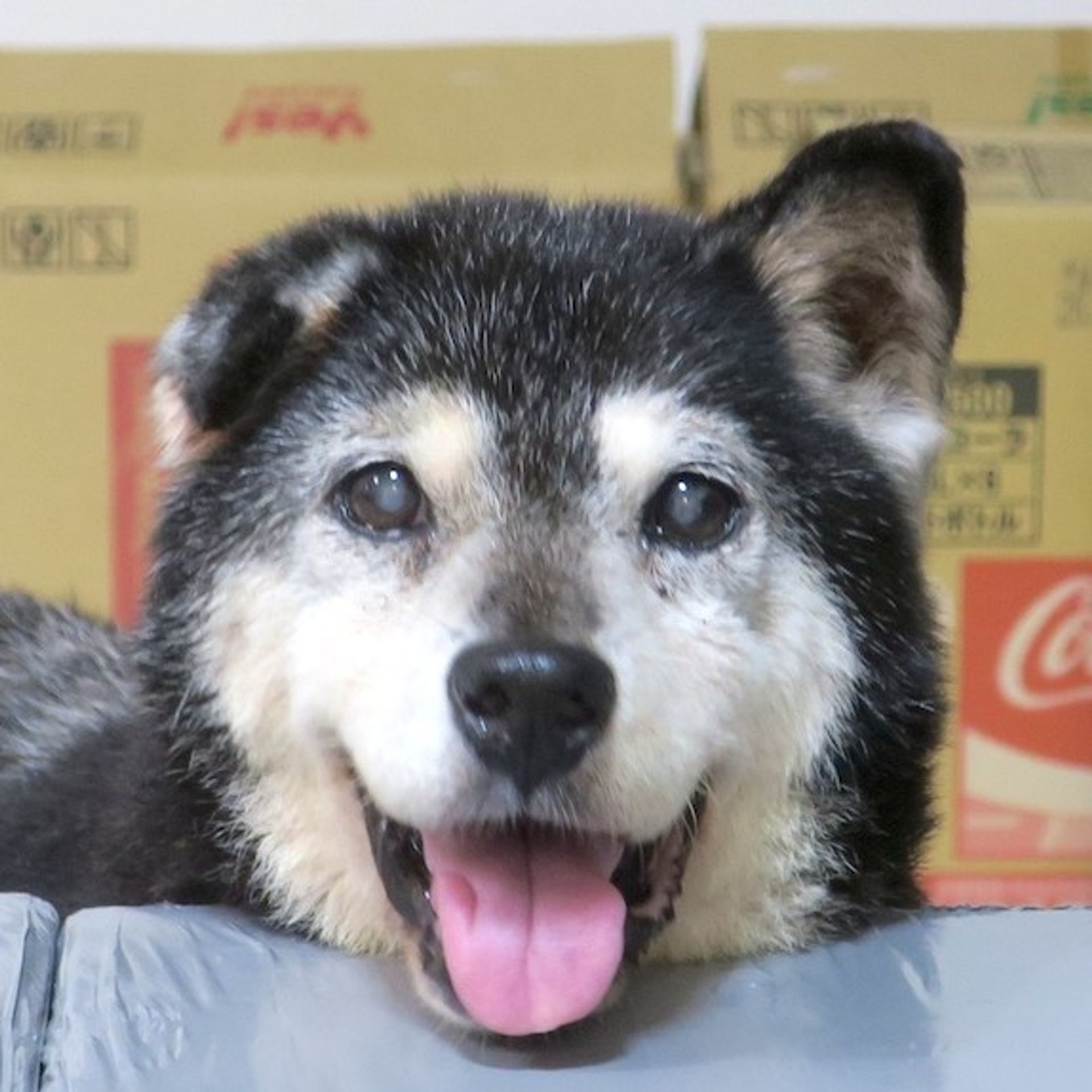 柴犬・メスの里親募集の写真