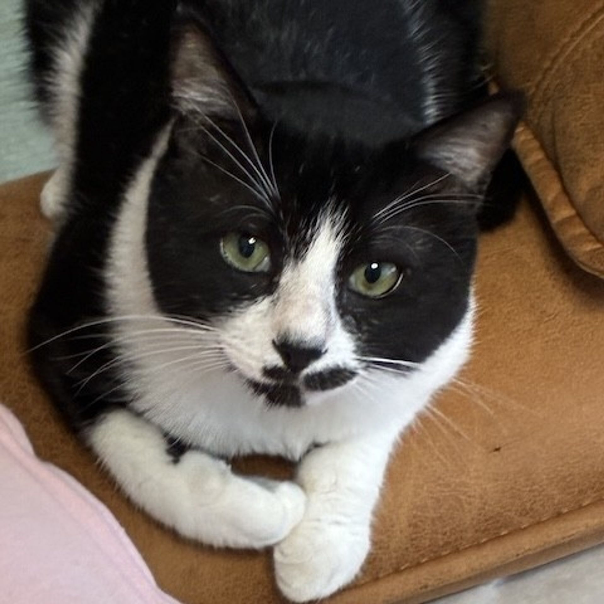 雑種（ミックス猫）・オスの里親募集の写真
