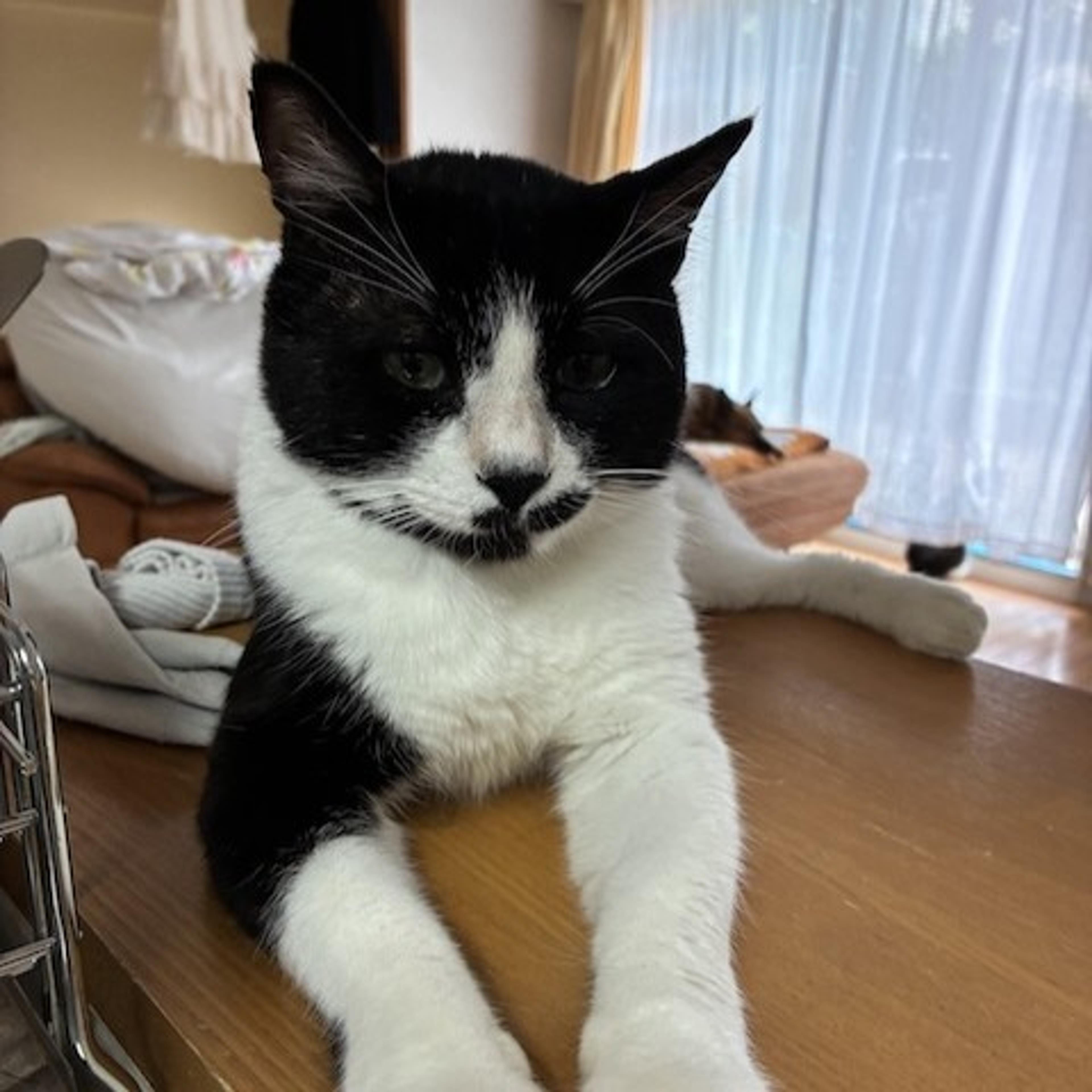 pet-image-3