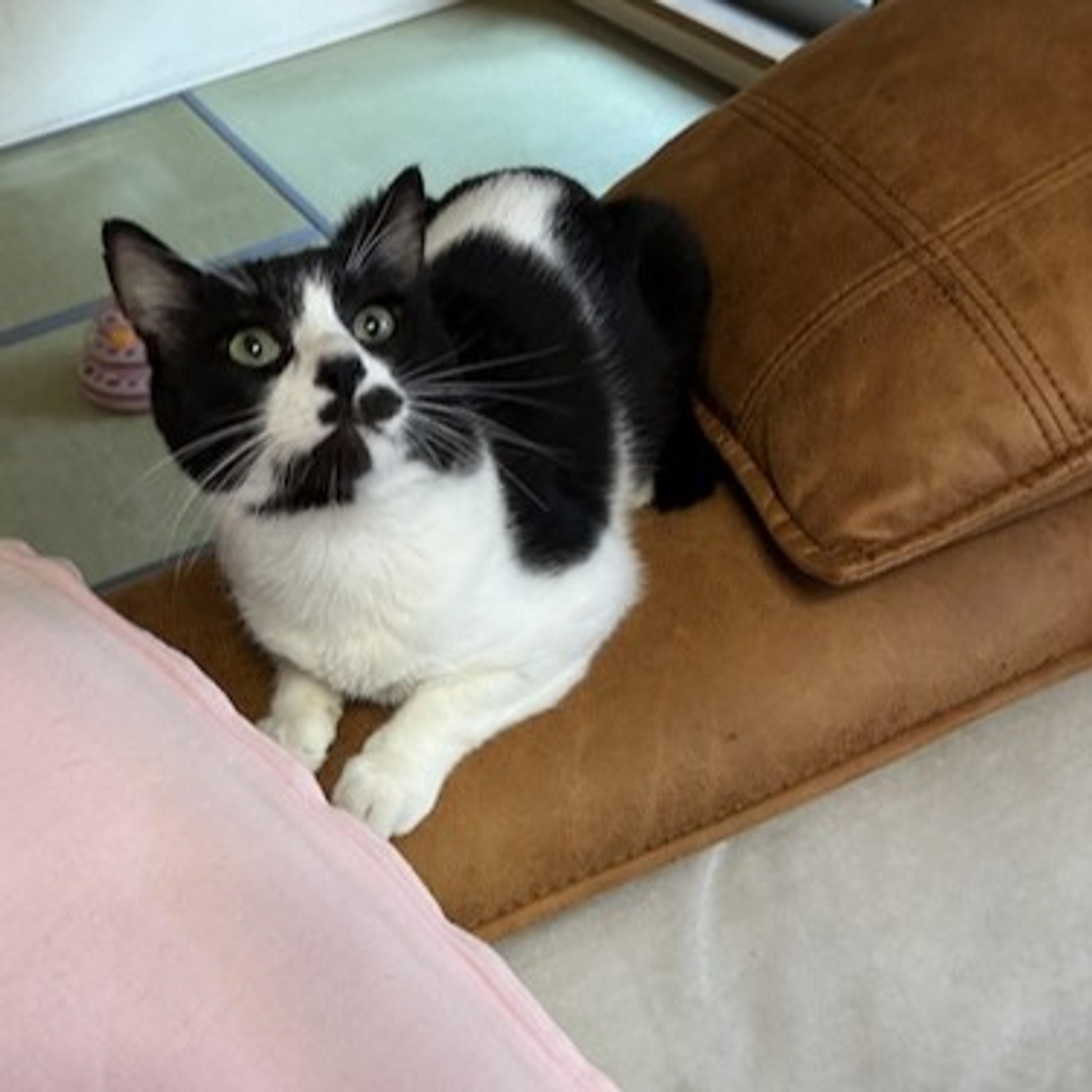 pet-image-4