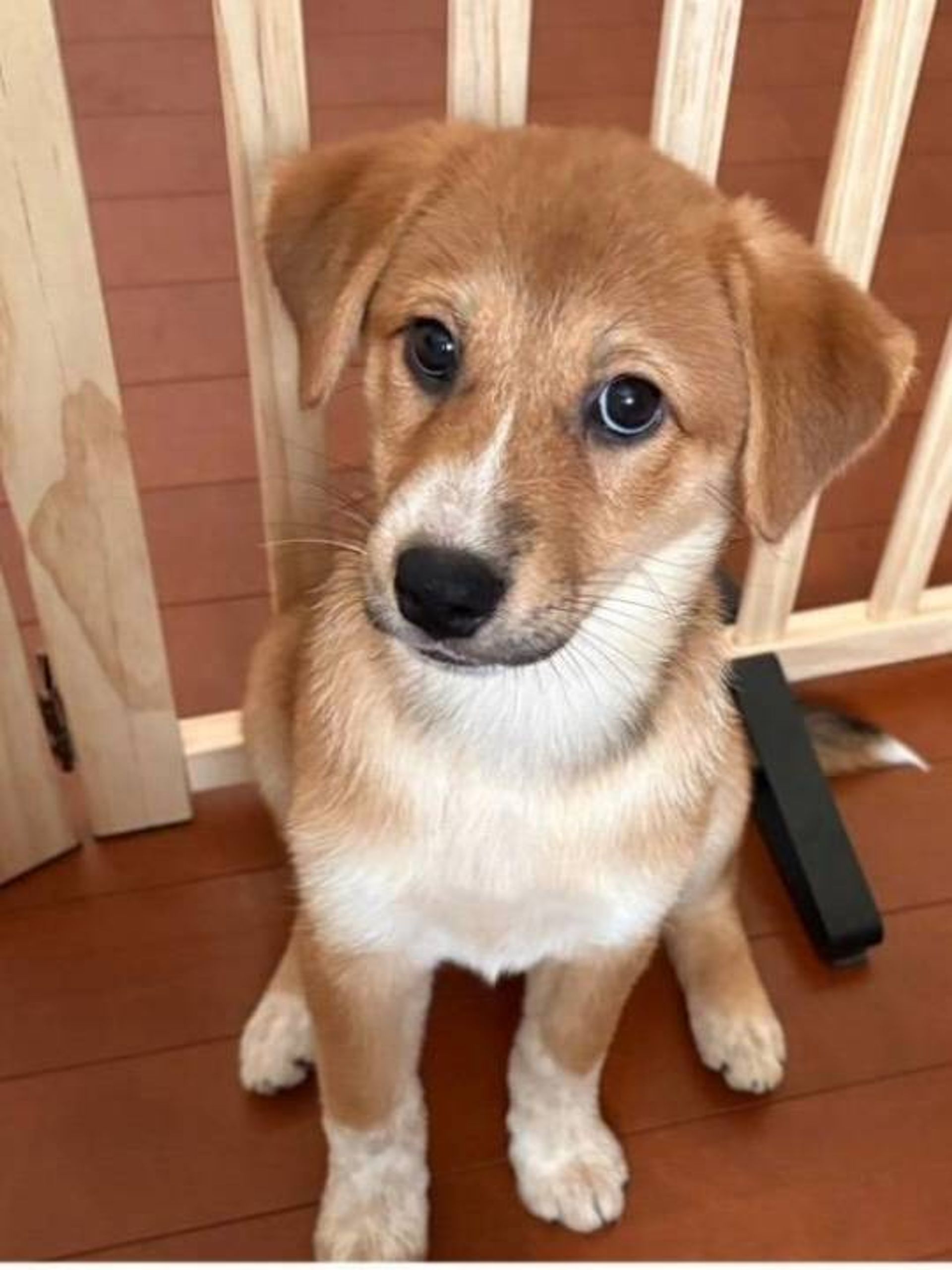 雑種（ミックス犬）・メスの里親募集の写真