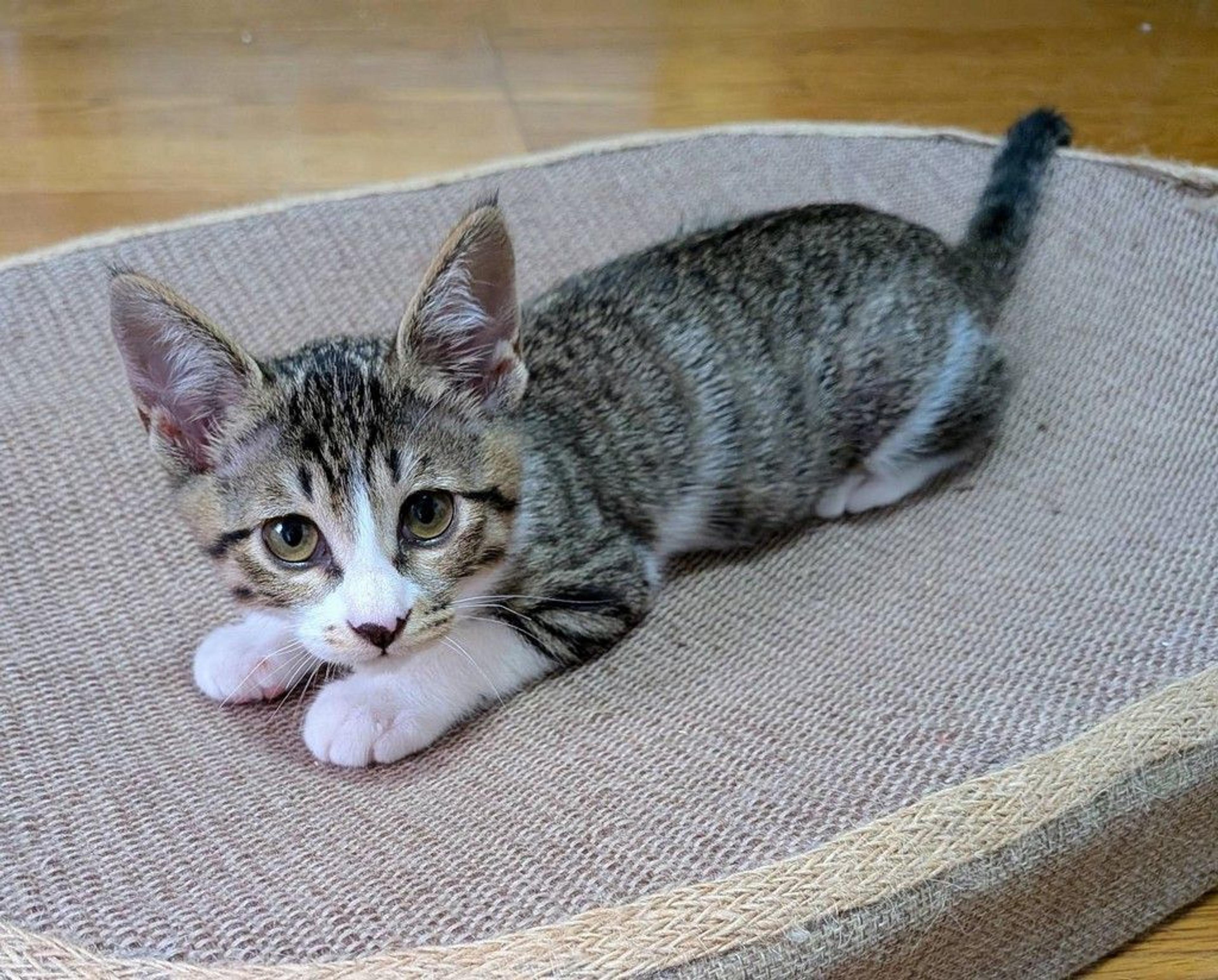 pet-image-2