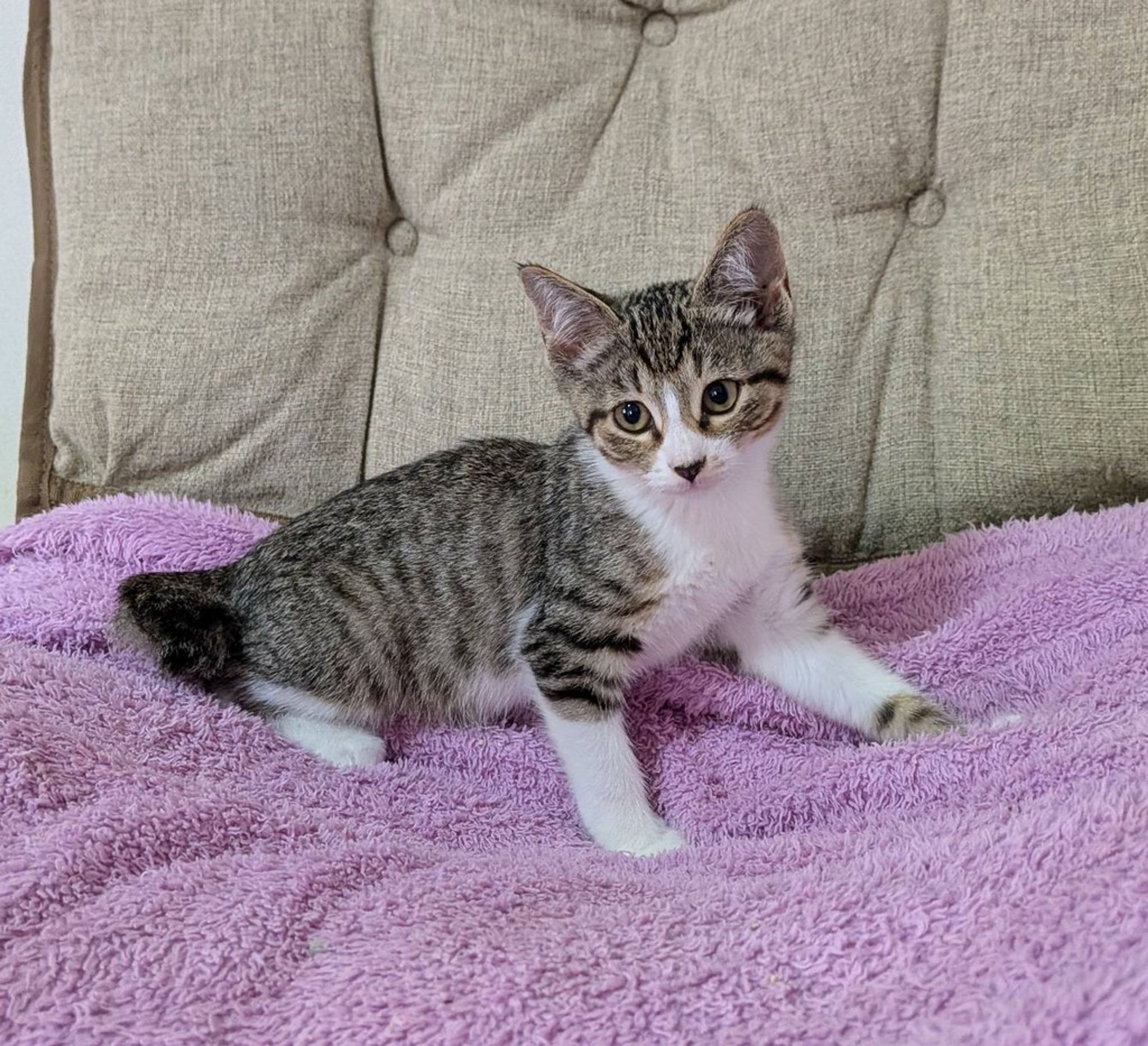 雑種（ミックス猫）・メスの里親募集の写真
