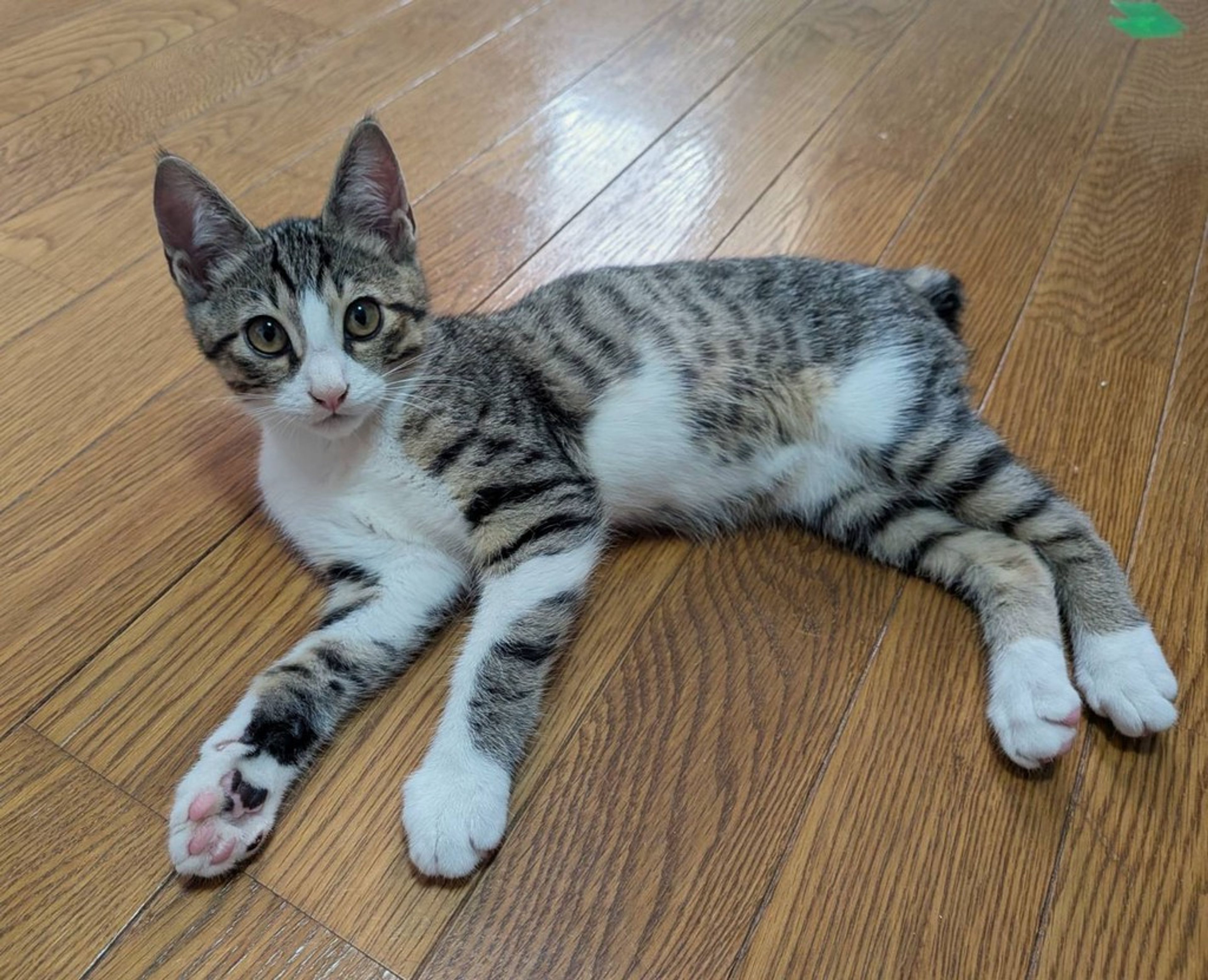 雑種（ミックス猫）・オスの里親募集の写真