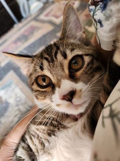 はちの写真