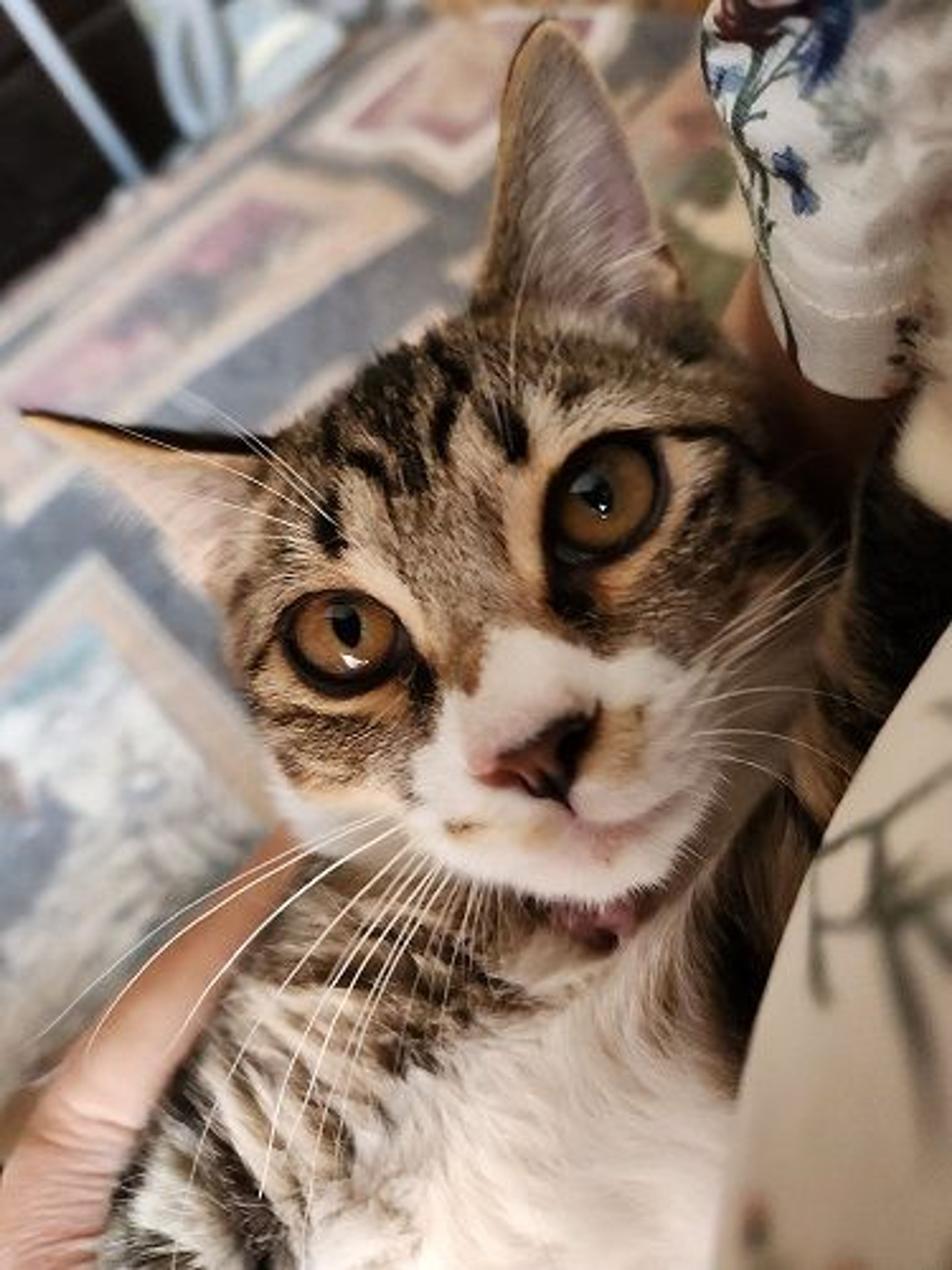 雑種（ミックス猫）・オスの里親募集の写真